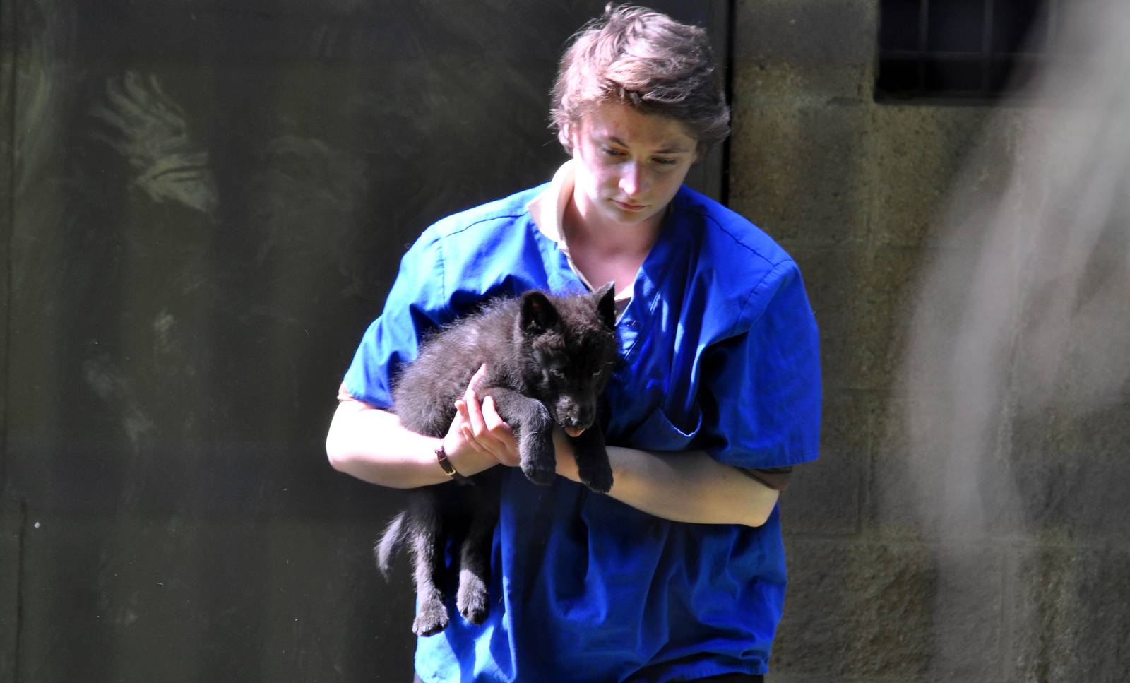 Gray Wolf, one of the Funny River Five rescued from the Funny River Fire so