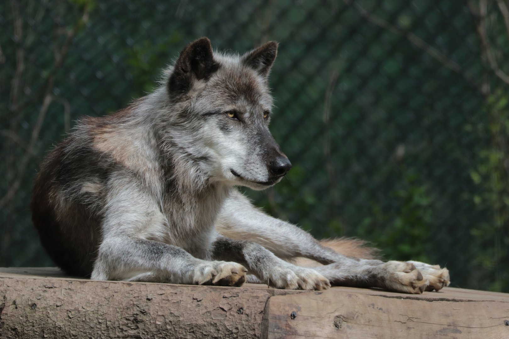 Gray Wolf - Potter Park Zoo - 05/20/19
