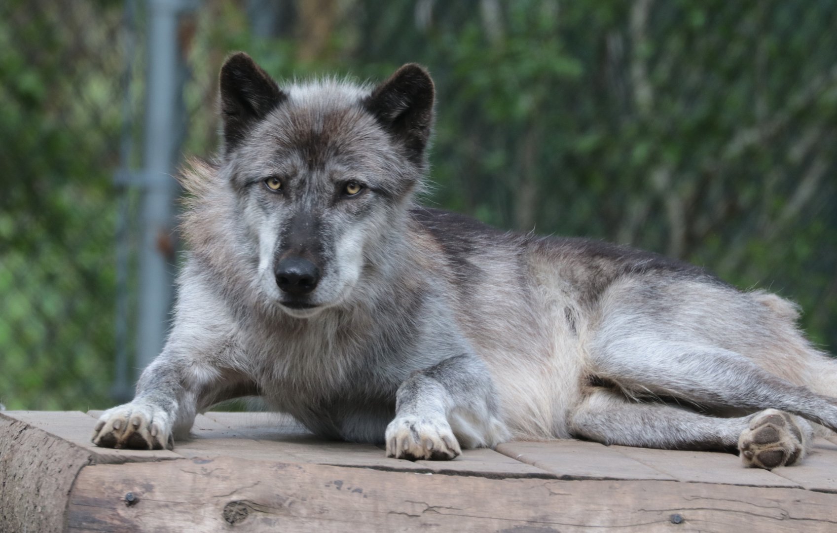 Gray Wolf - Potter Park Zoo - 05/20/19