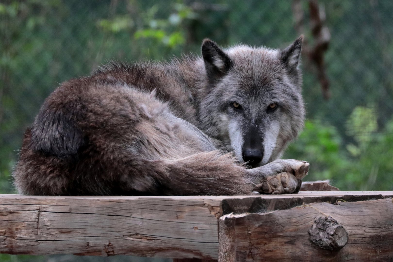 Gray Wolf - Potter Park Zoo - 05/20/19