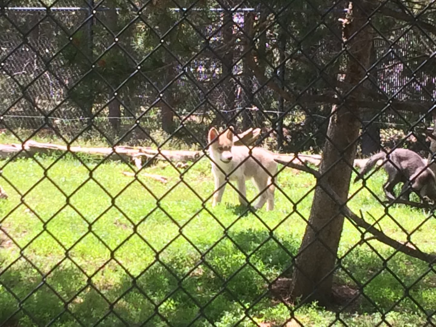 Gray Wolf pup
