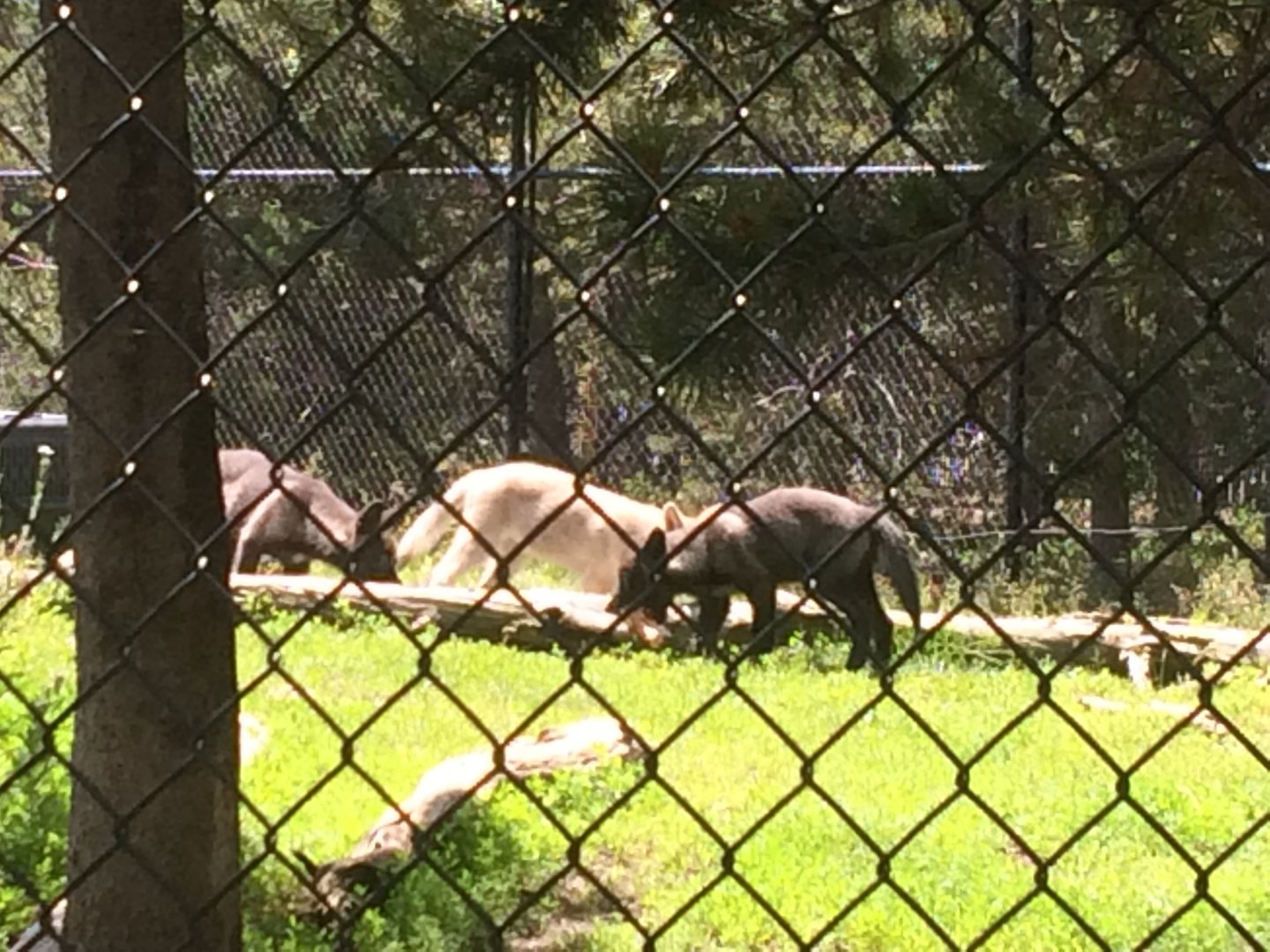 Gray Wolf pups