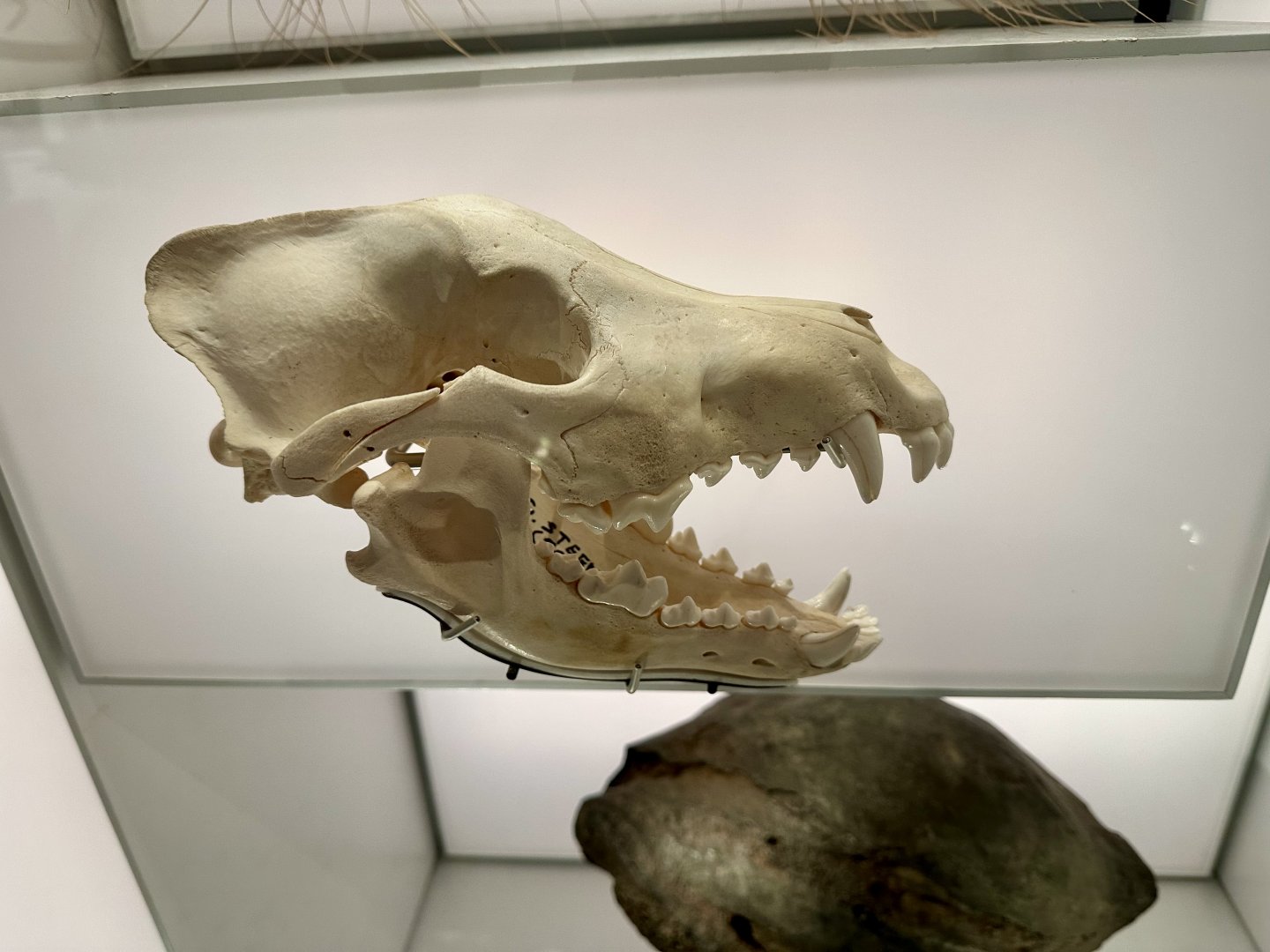 Gray Wolf (Skull)