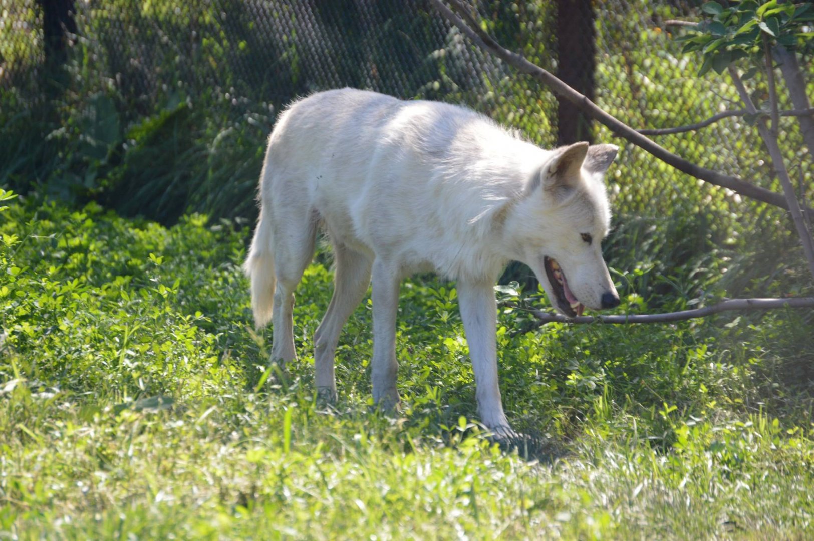 Gray Wolf subspecies I.D