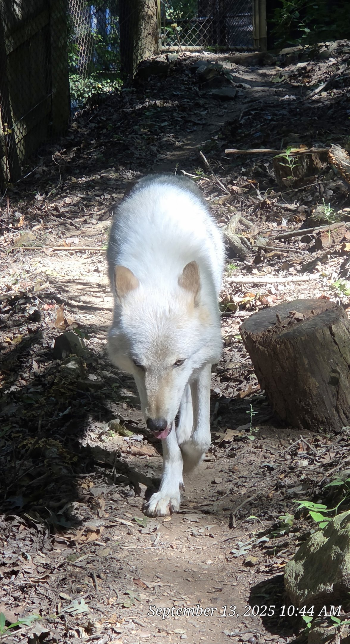 Gray Wolf - Western North Carolina Nature Center