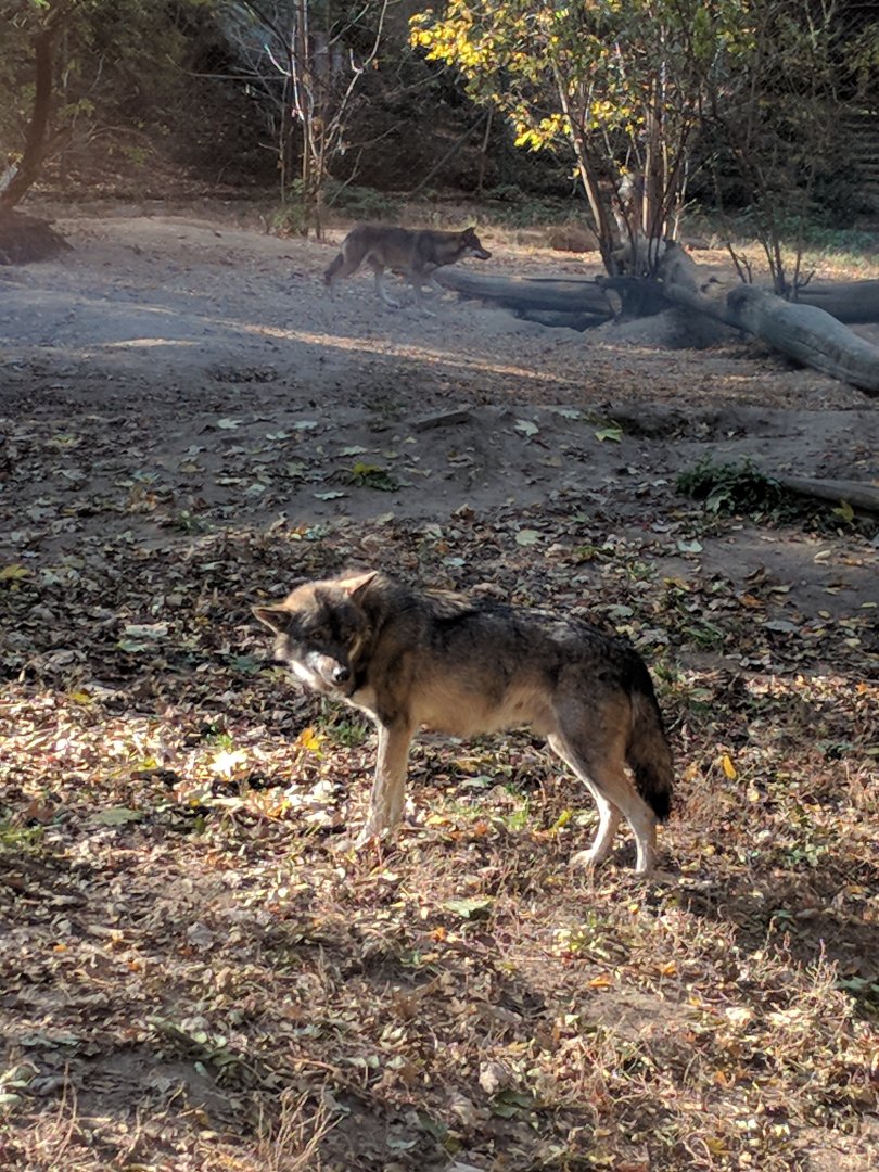 Gray Wolf Zoo Praha 2018