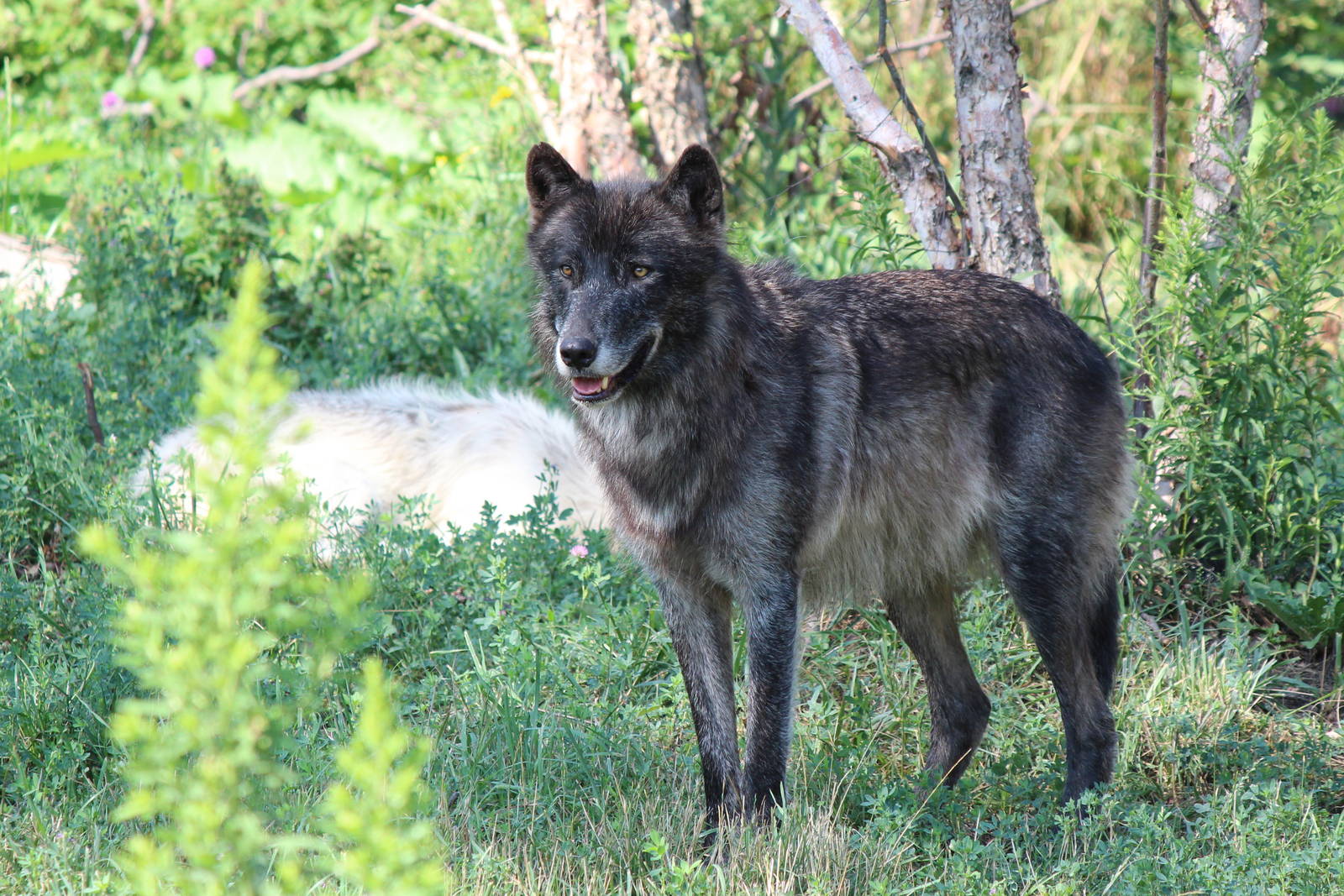 Gray wolf