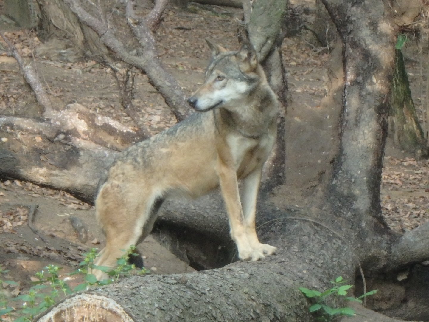 Gray wolf