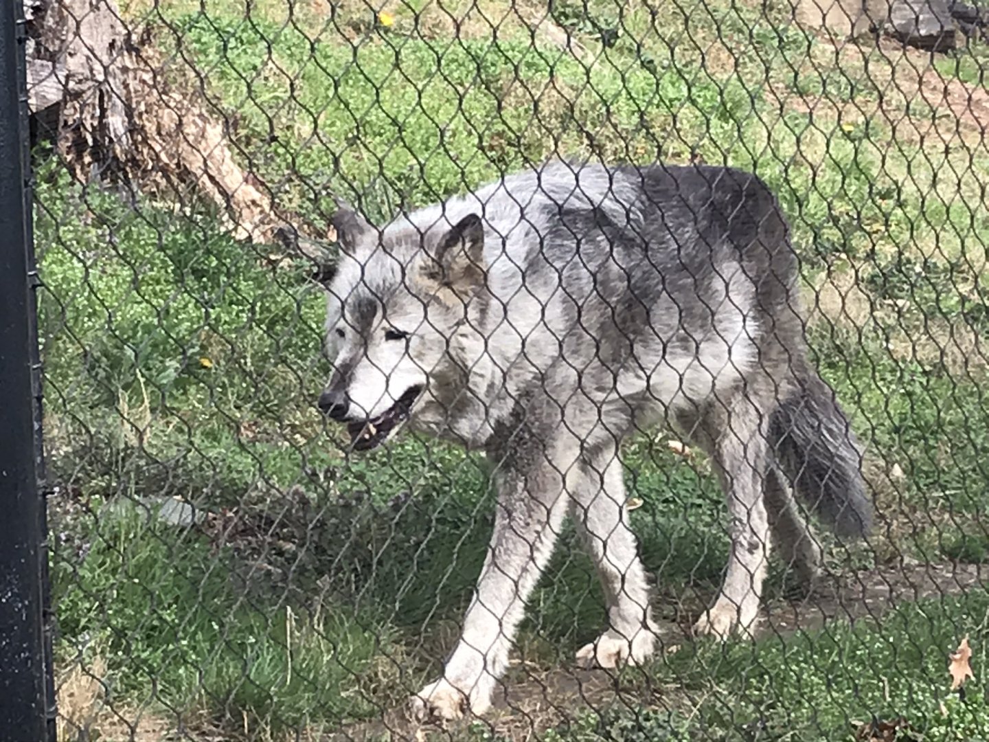 Gray Wolf