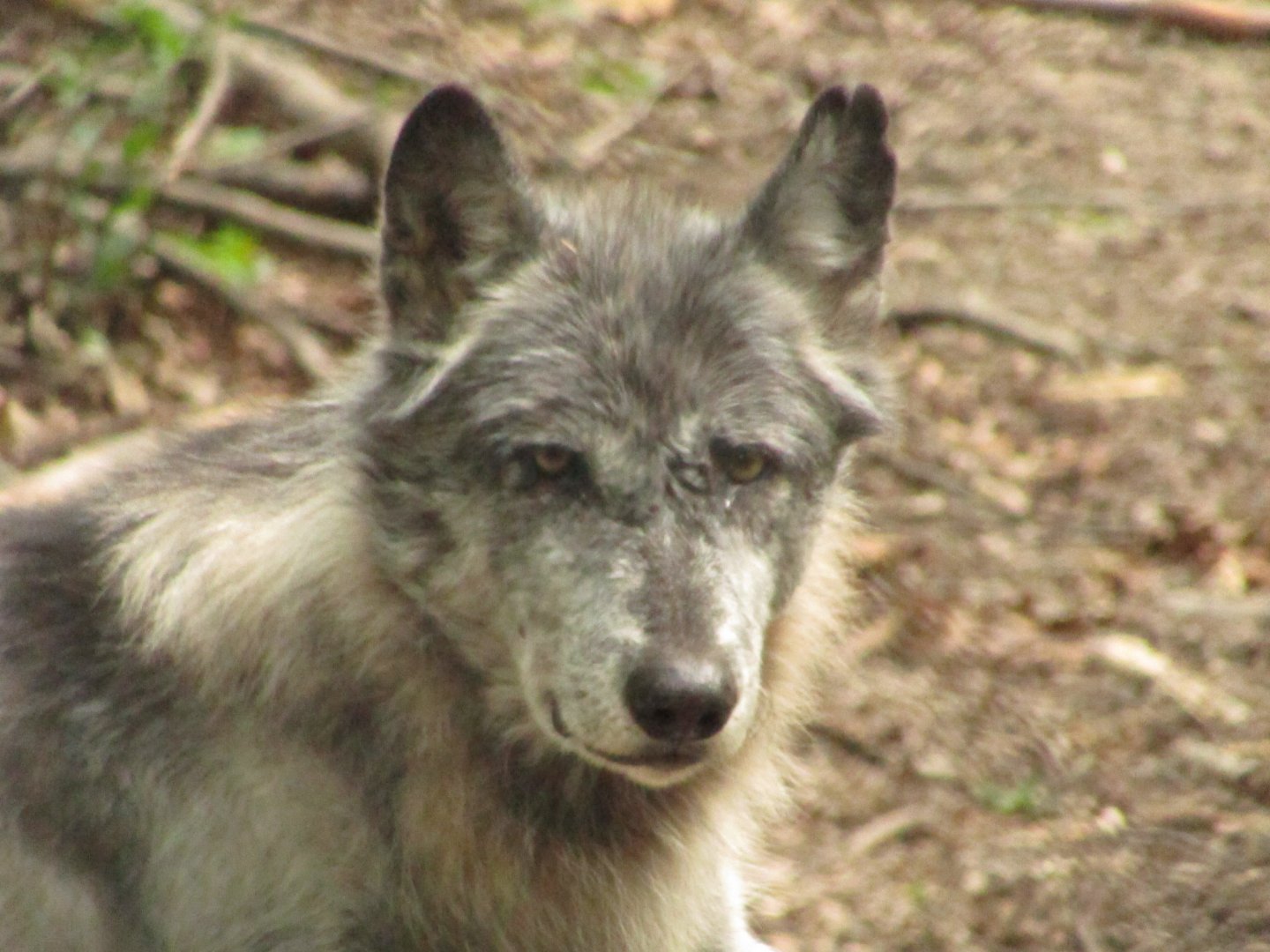 Gray Wolf