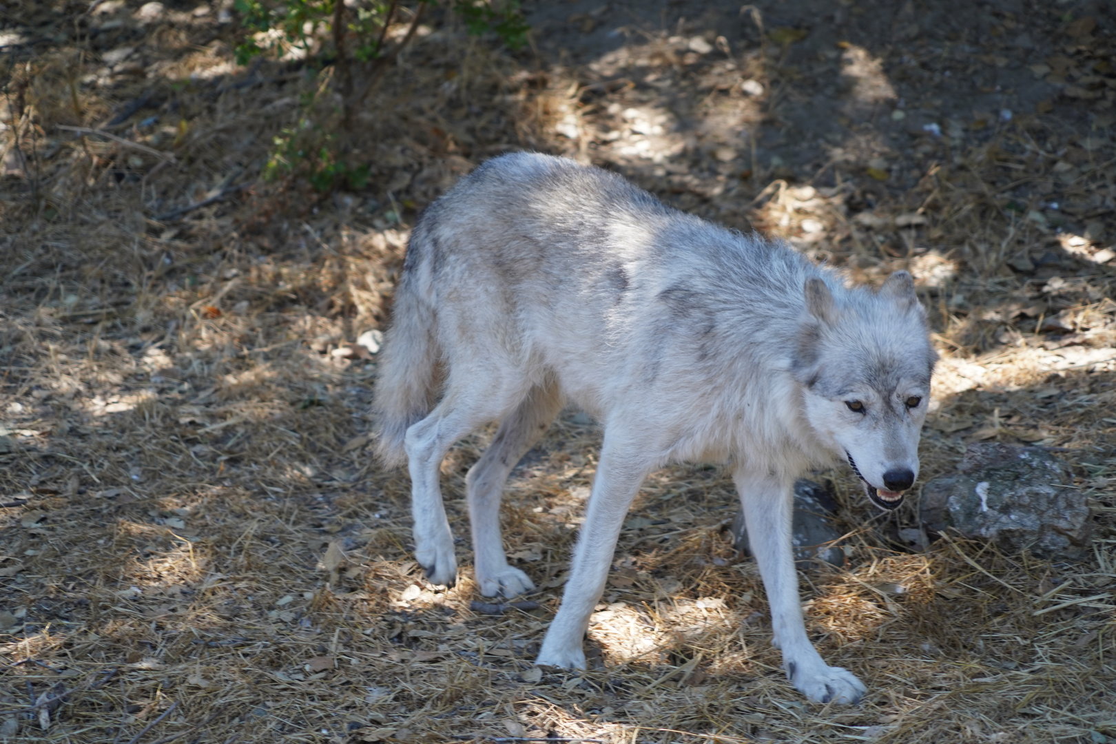 Gray wolf