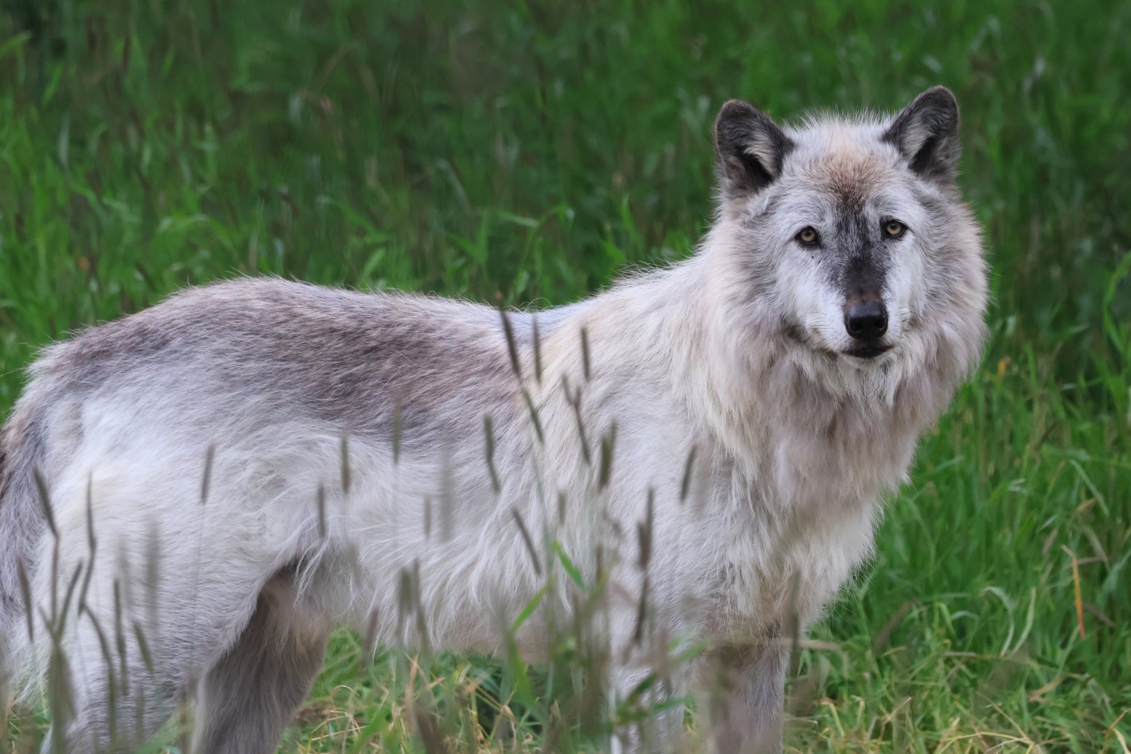 Gray Wolf