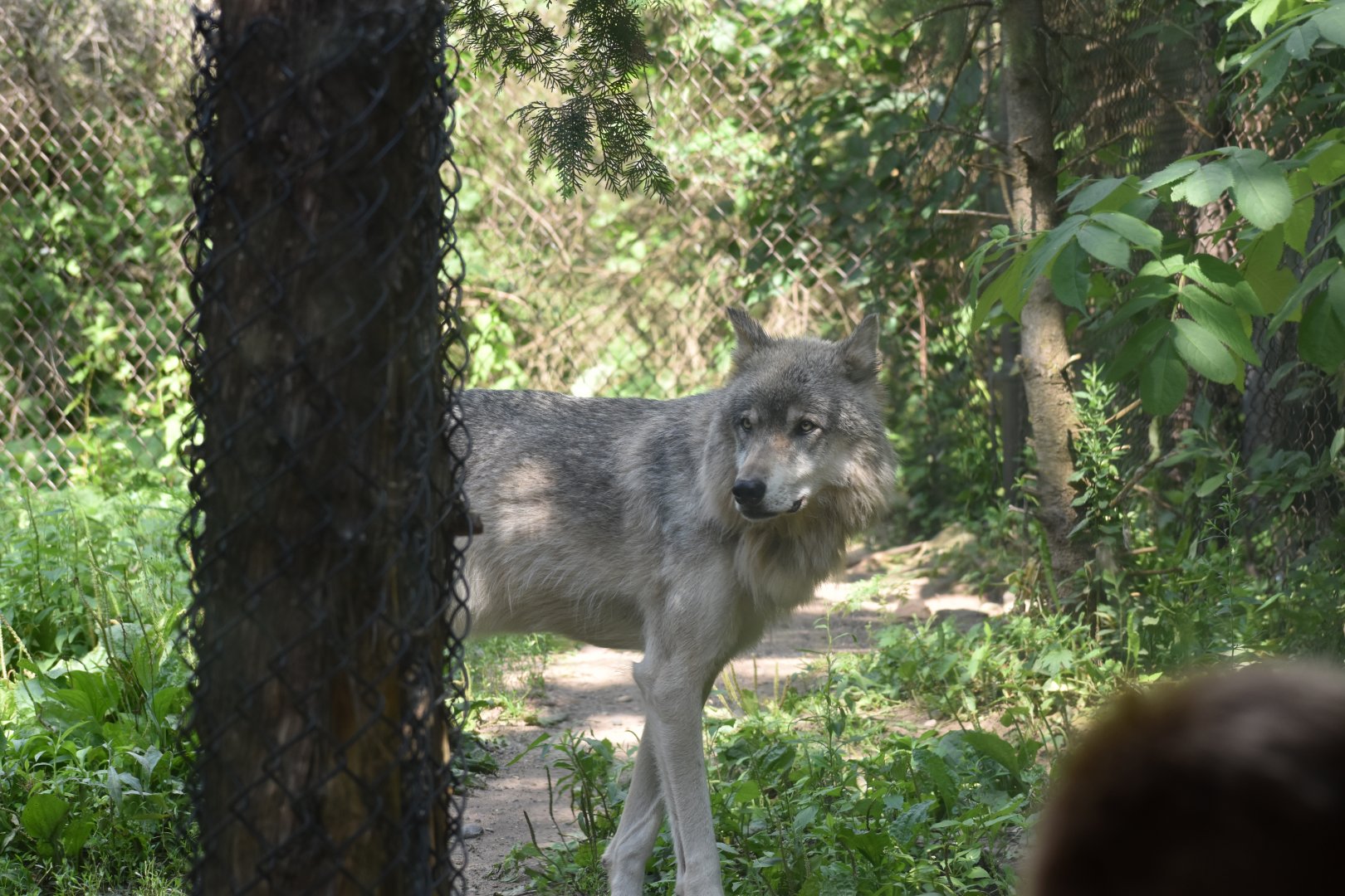 Gray Wolf