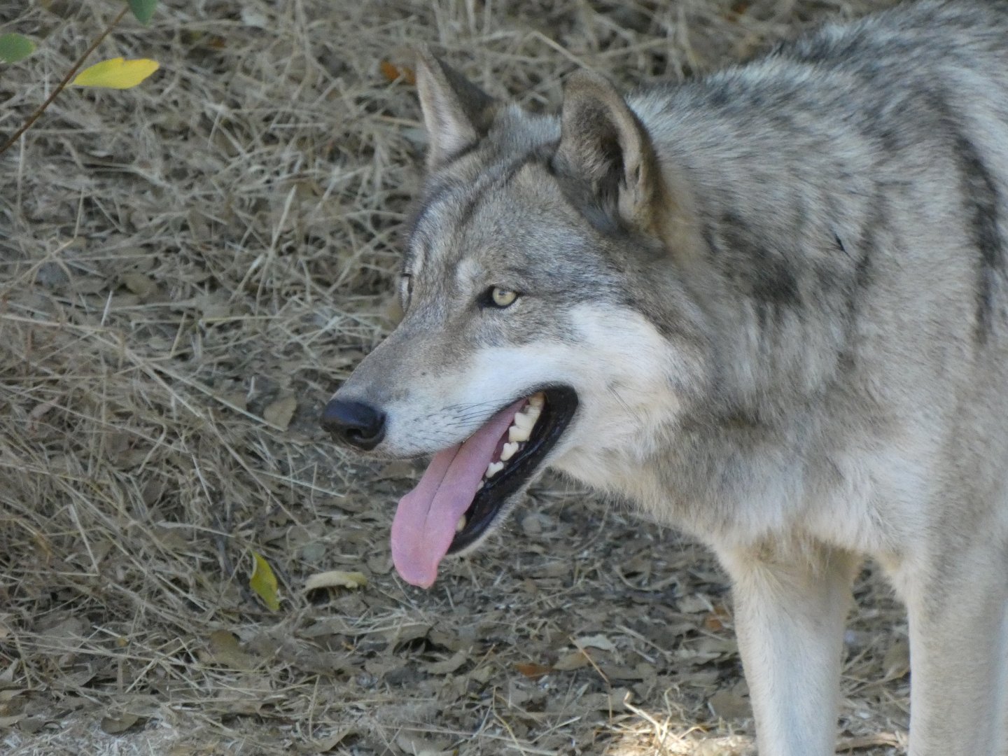 Gray wolf