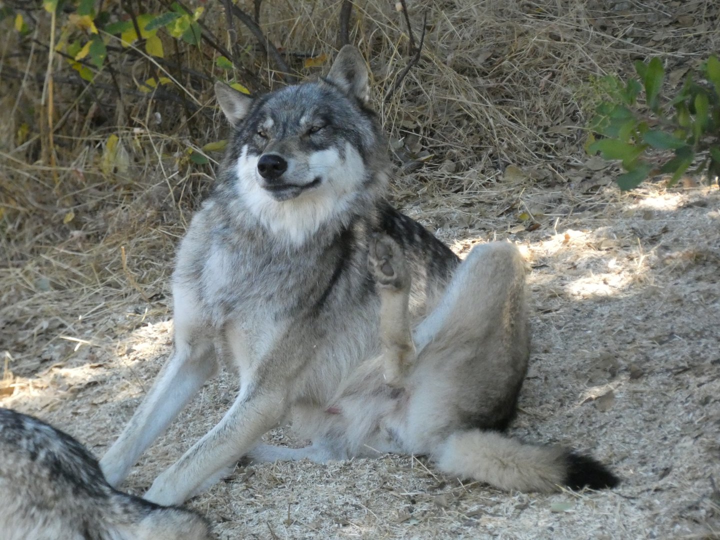 Gray wolf