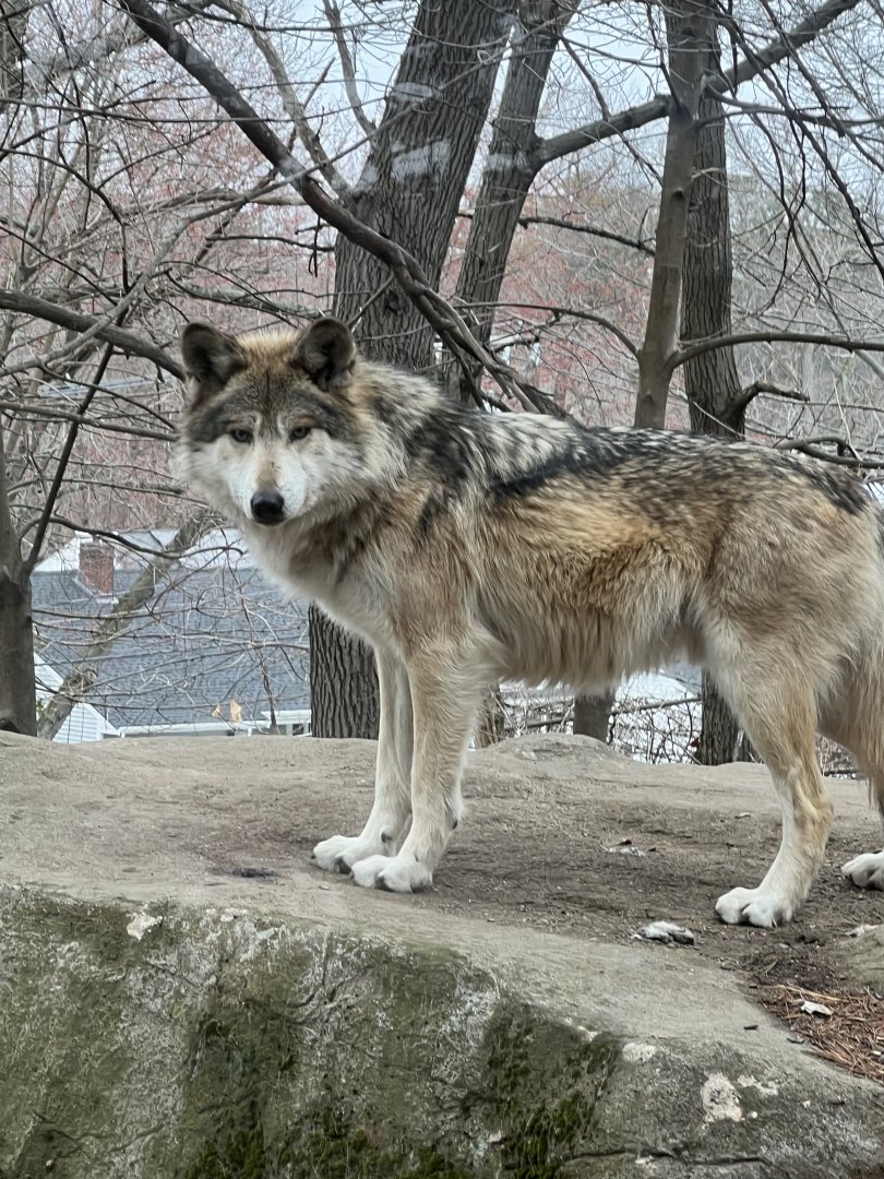 Gray Wolf