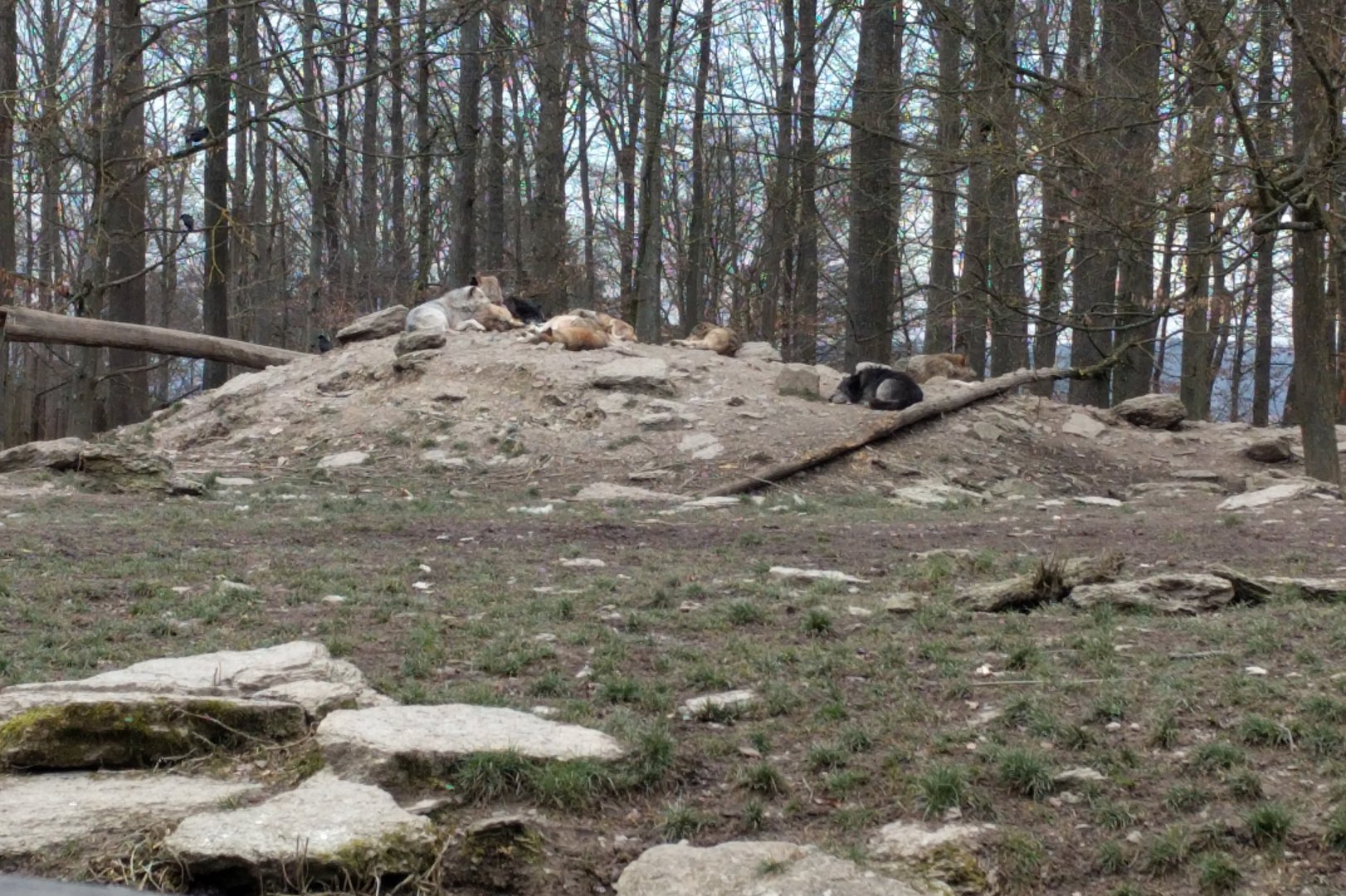 Gray Wolfes/Timber Wolfes