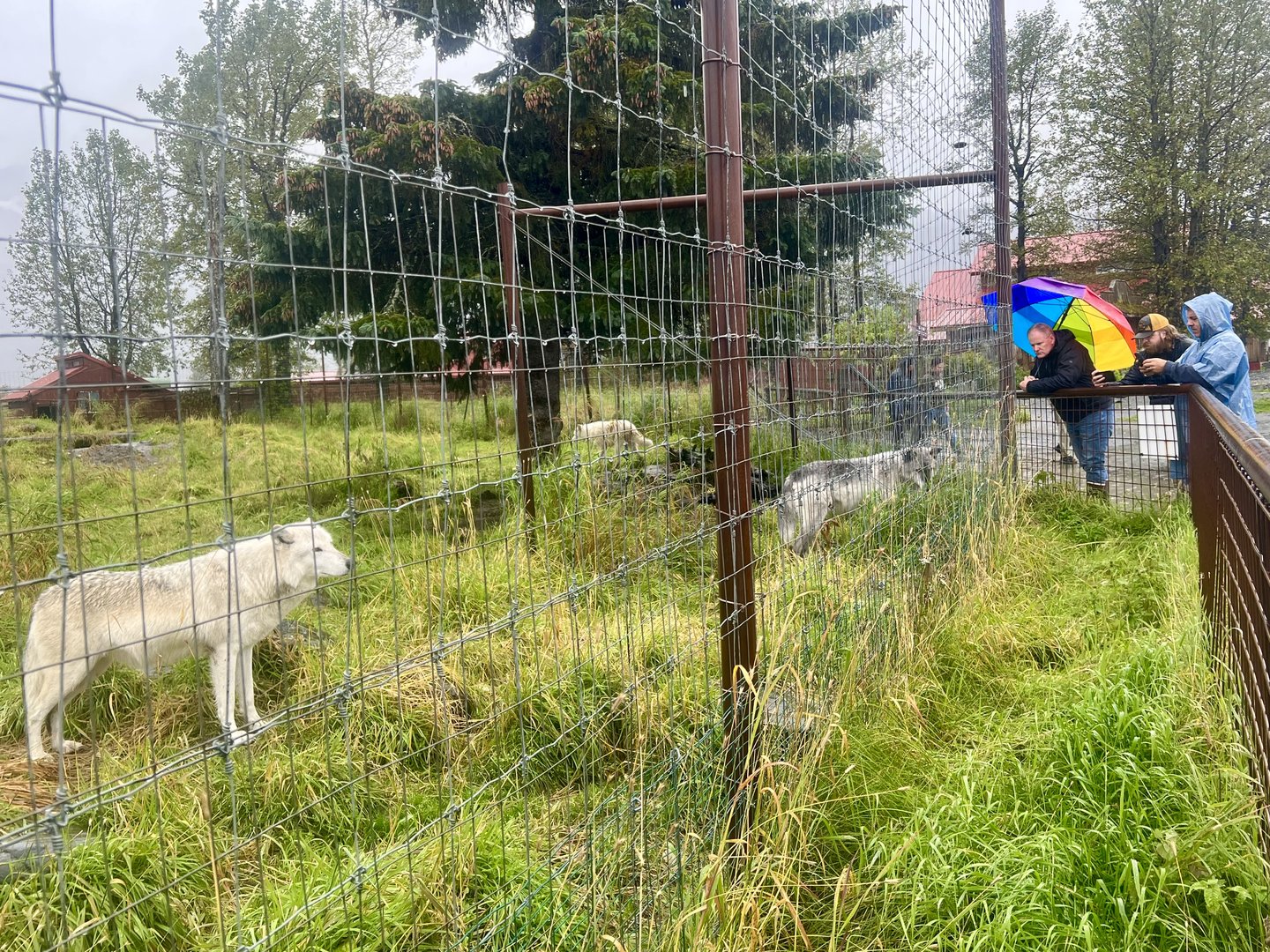 Gray Wolves and Guests