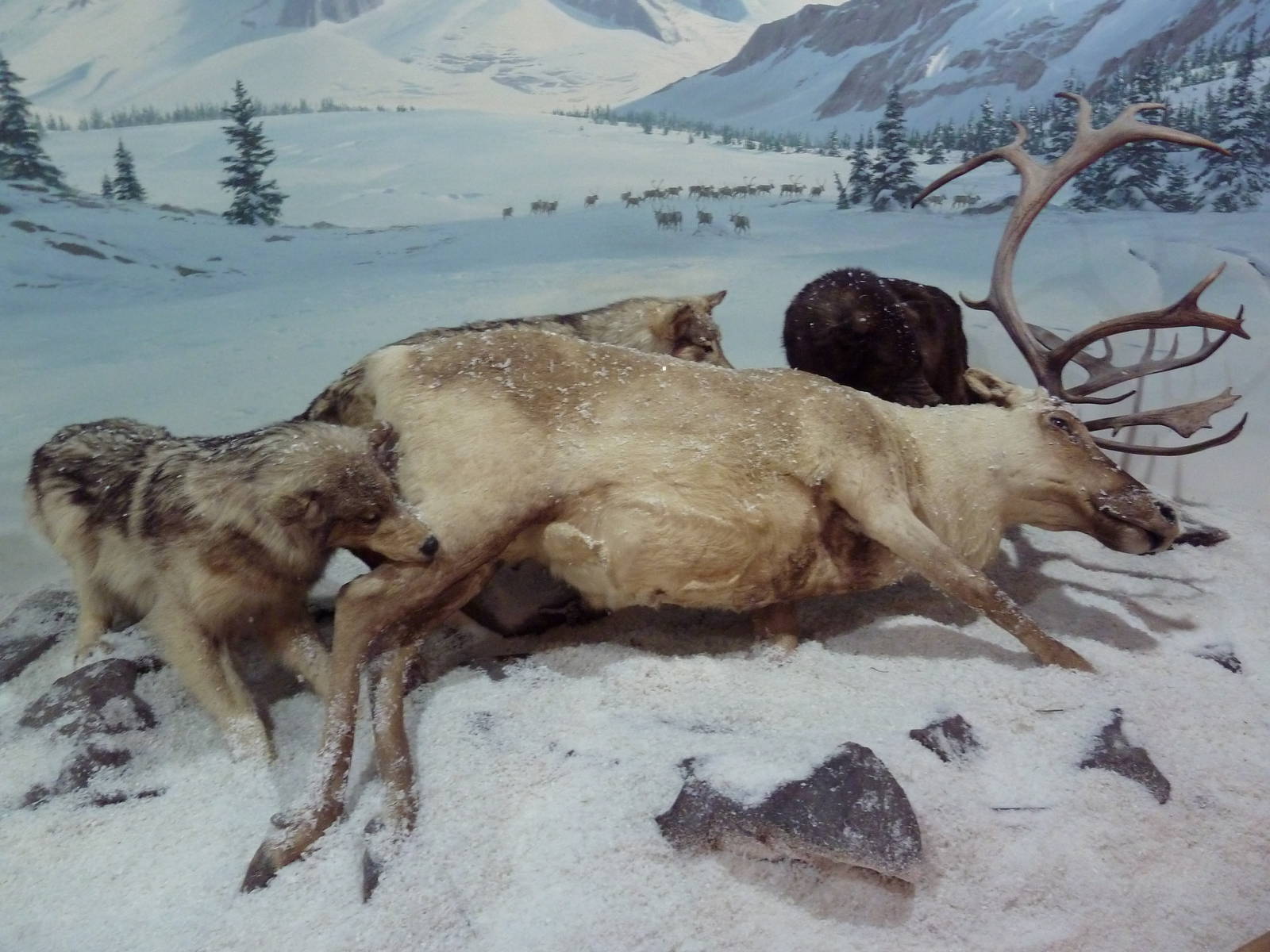 Gray Wolves + Caribou