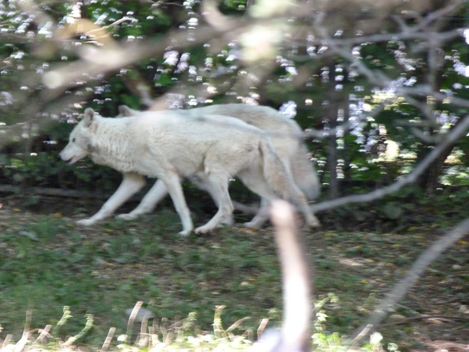 Gray Wolves with White Coats