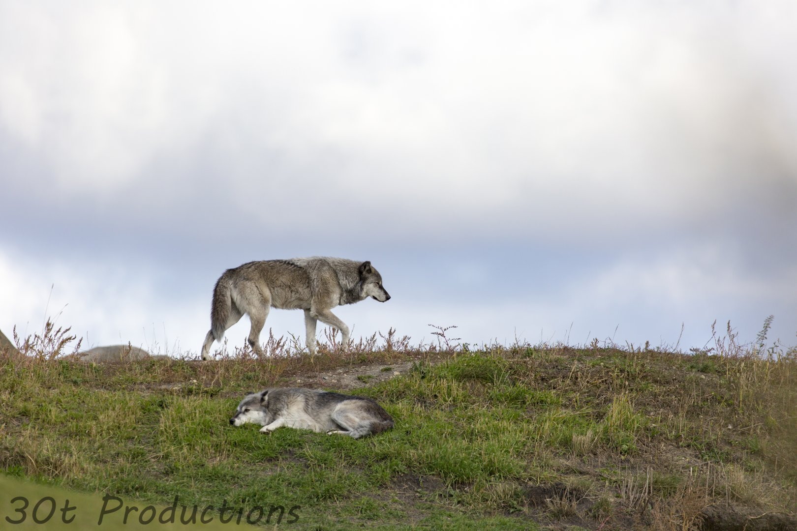 Gray wolves