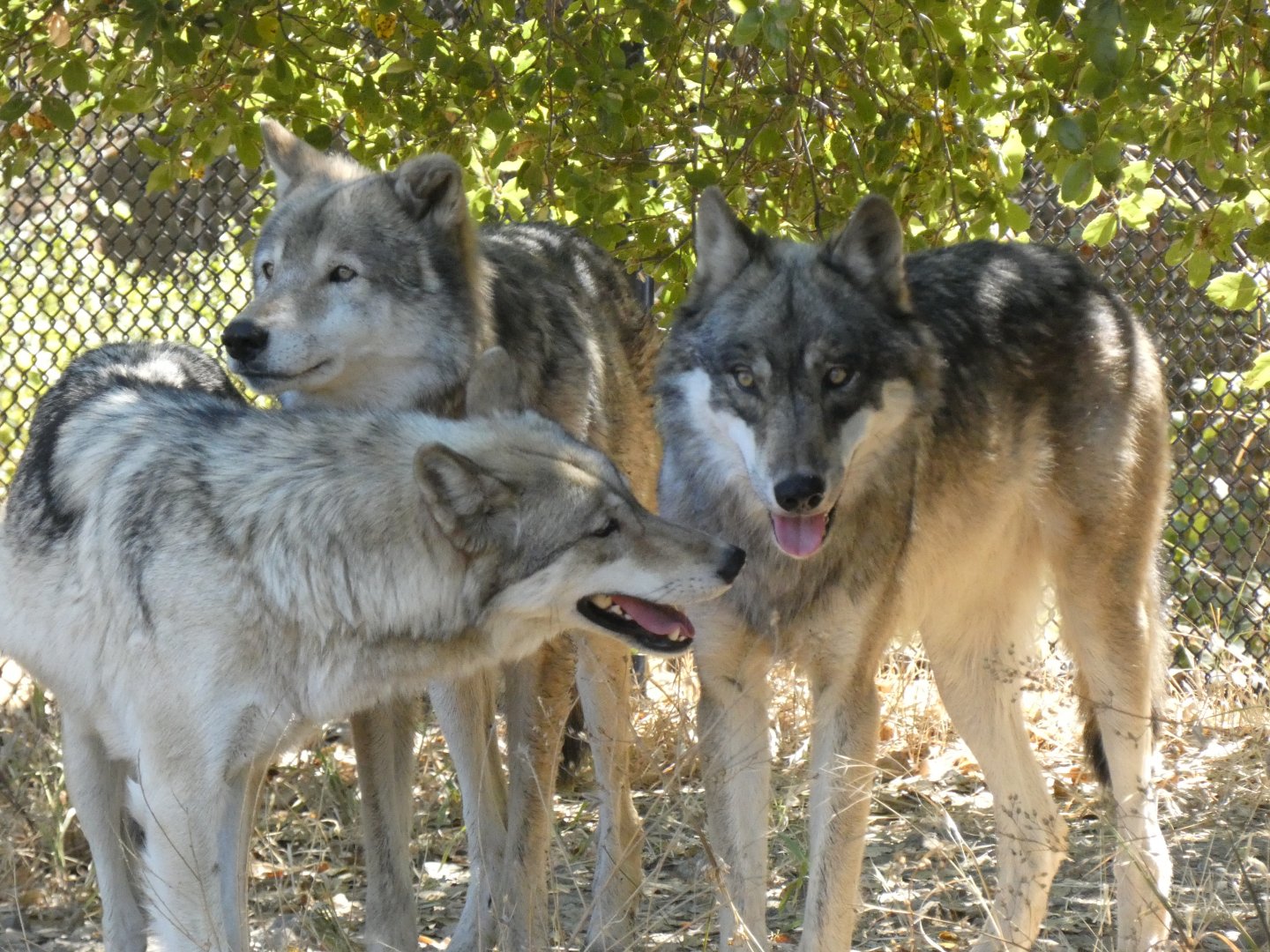 Gray wolves