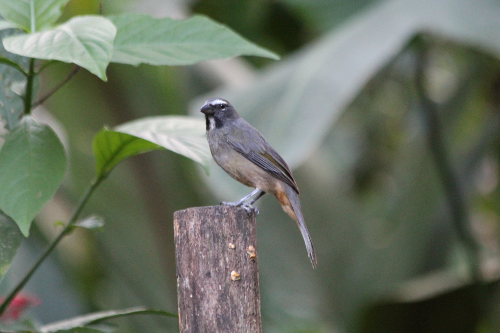 Grayish Saltator - Mar 2019