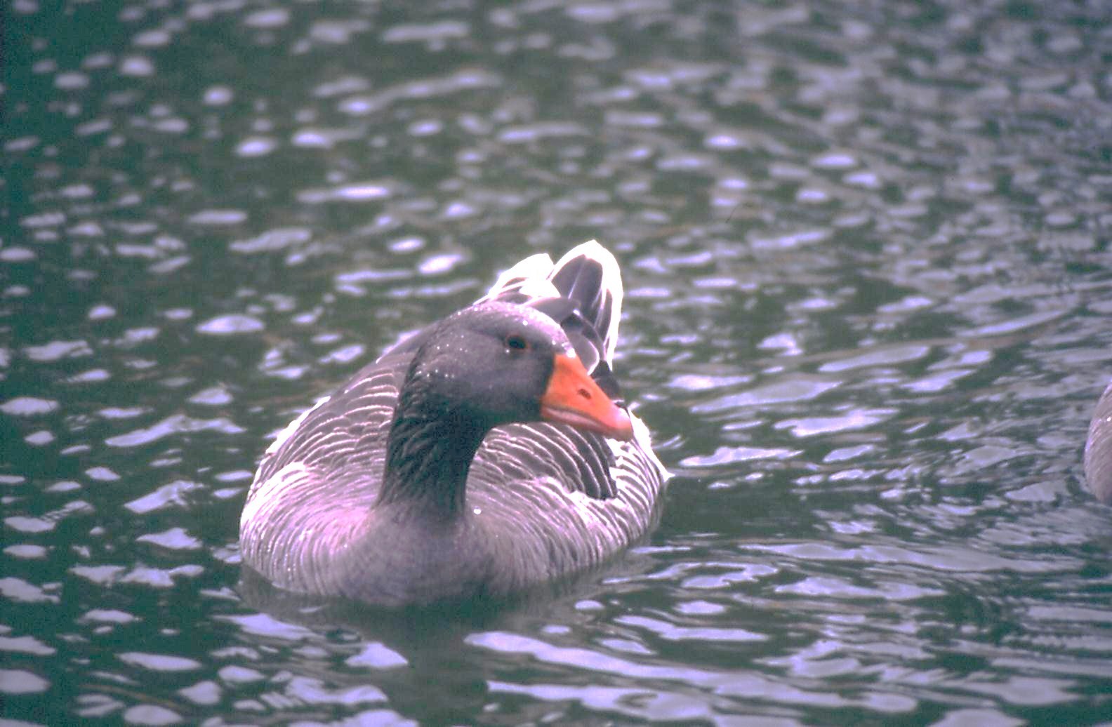 Graylag Goose