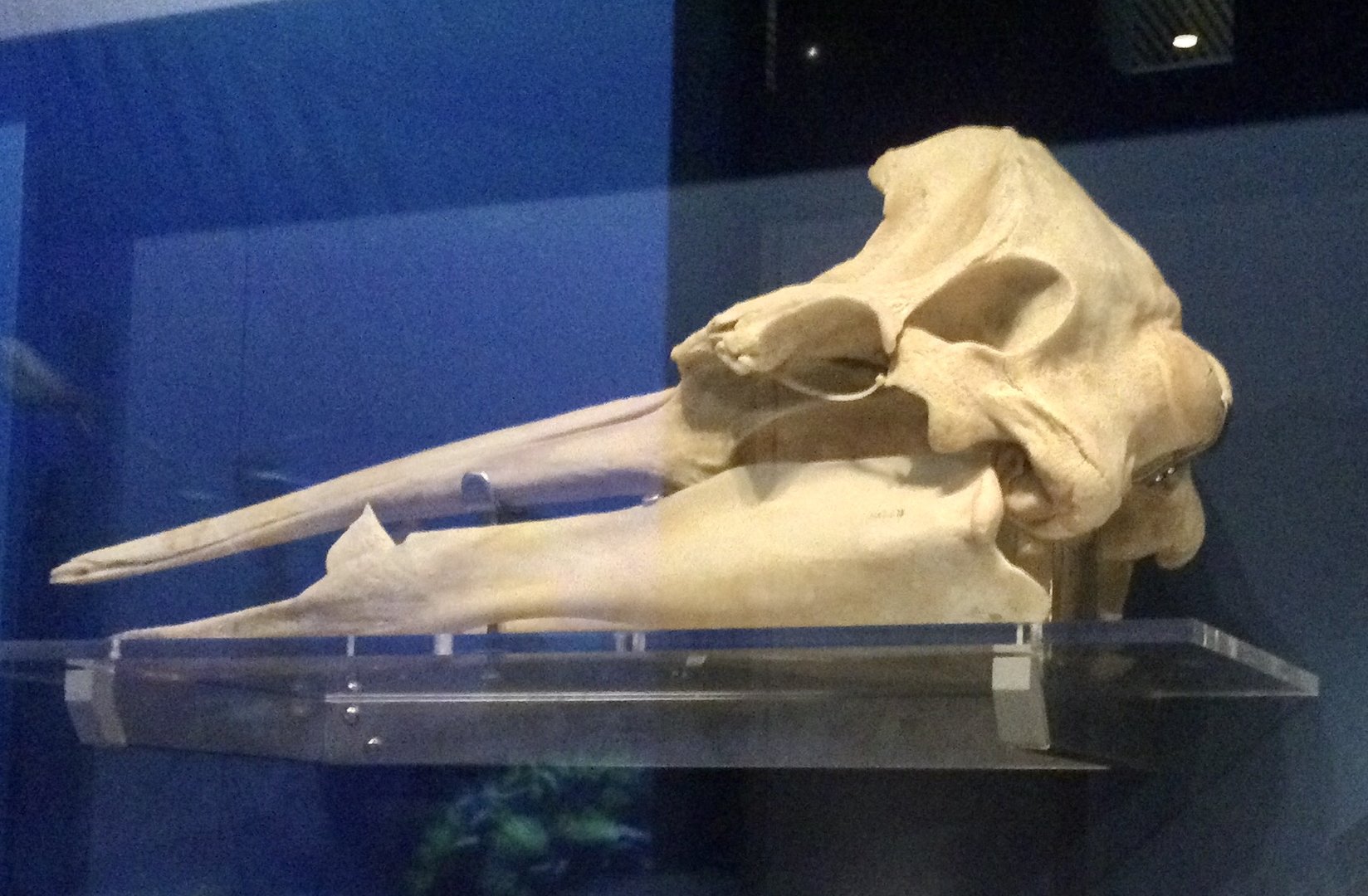 Gray's beaked whale (Mesoplodon grayi) skull, Te Papa Museum