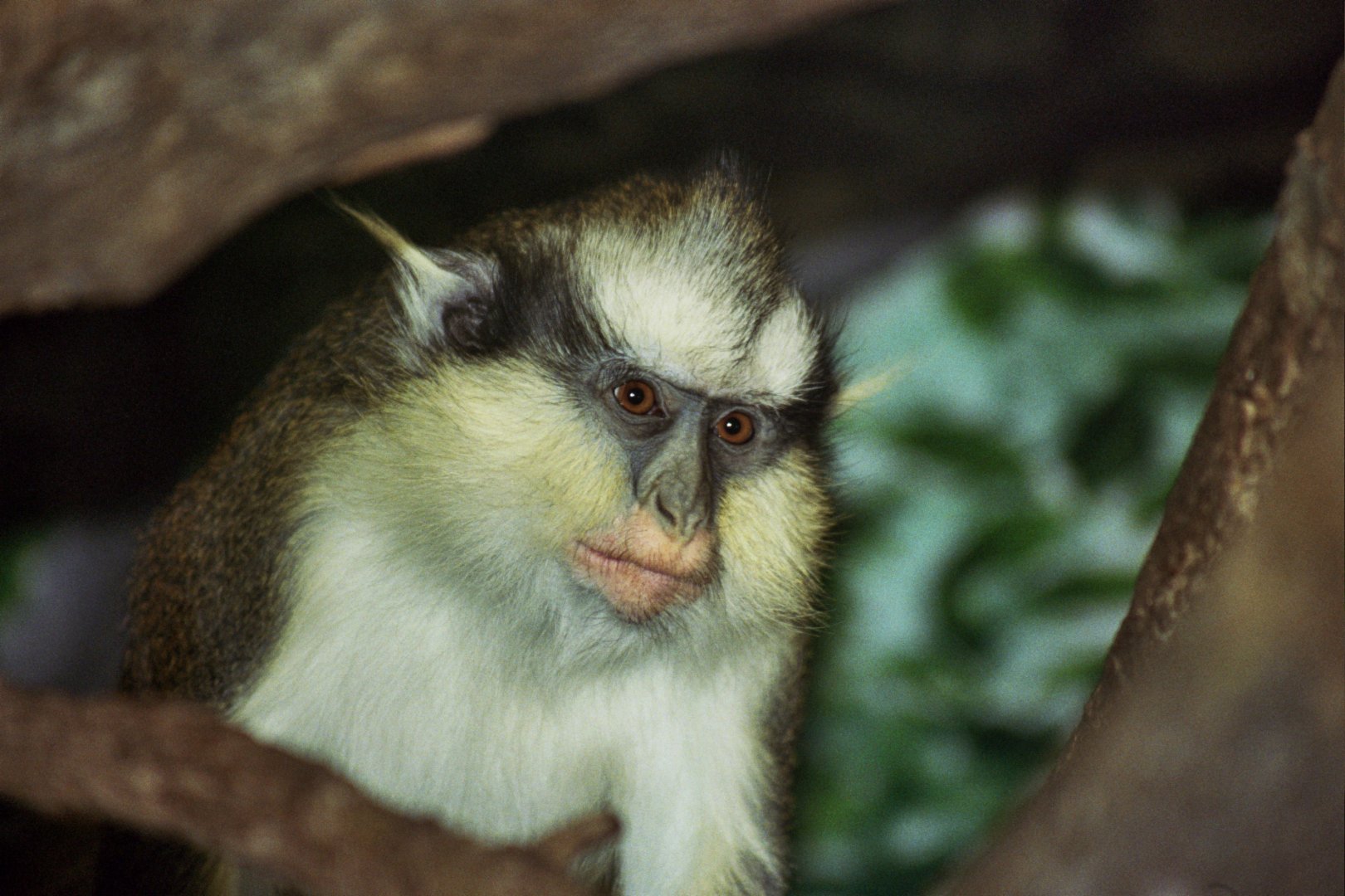 Gray's crowned guenon (Cercopithecus pagonias grayi)