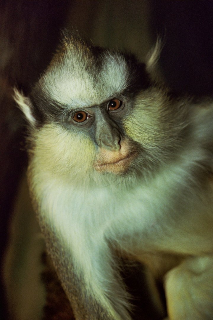 Gray's crowned guenon (Cercopithecus pagonias grayi)