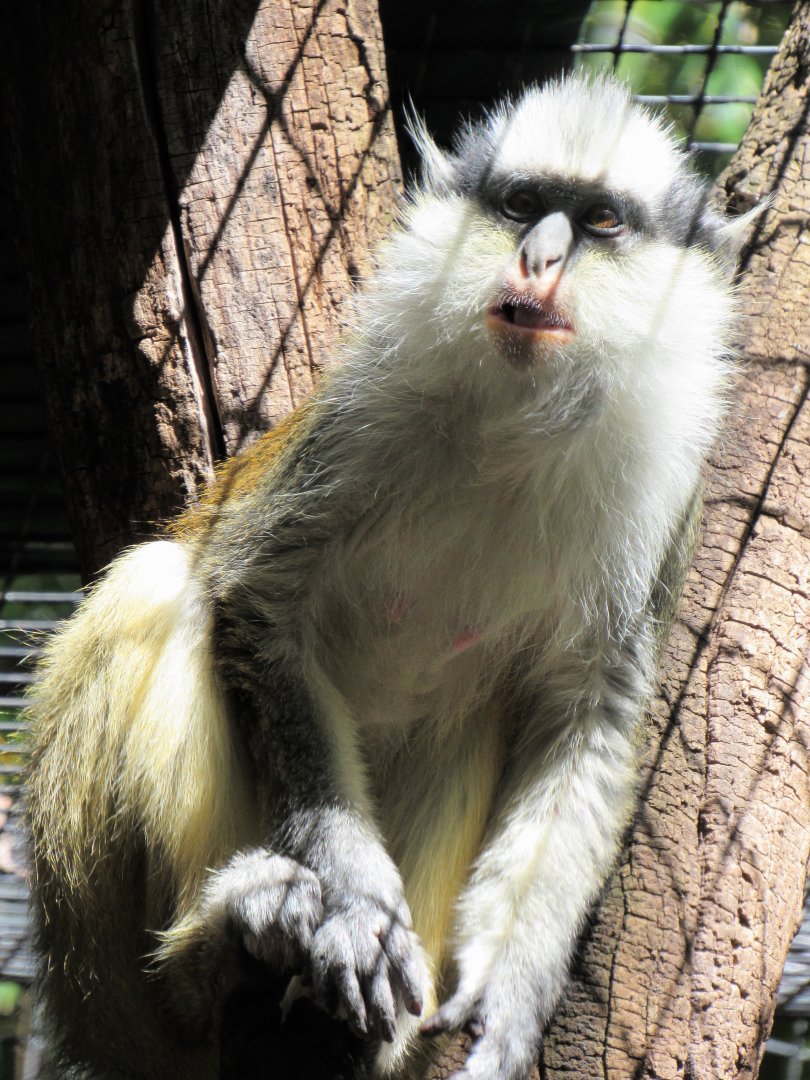 Gray's crowned guenon