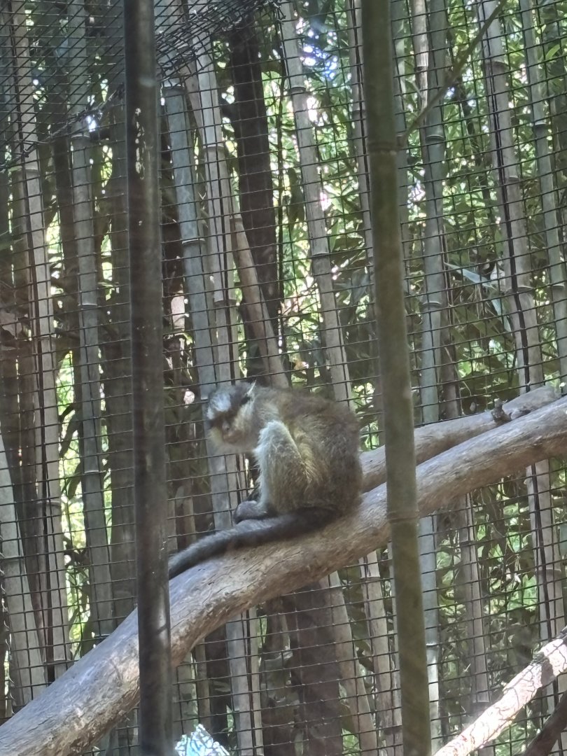 Grays Crowned Guenon