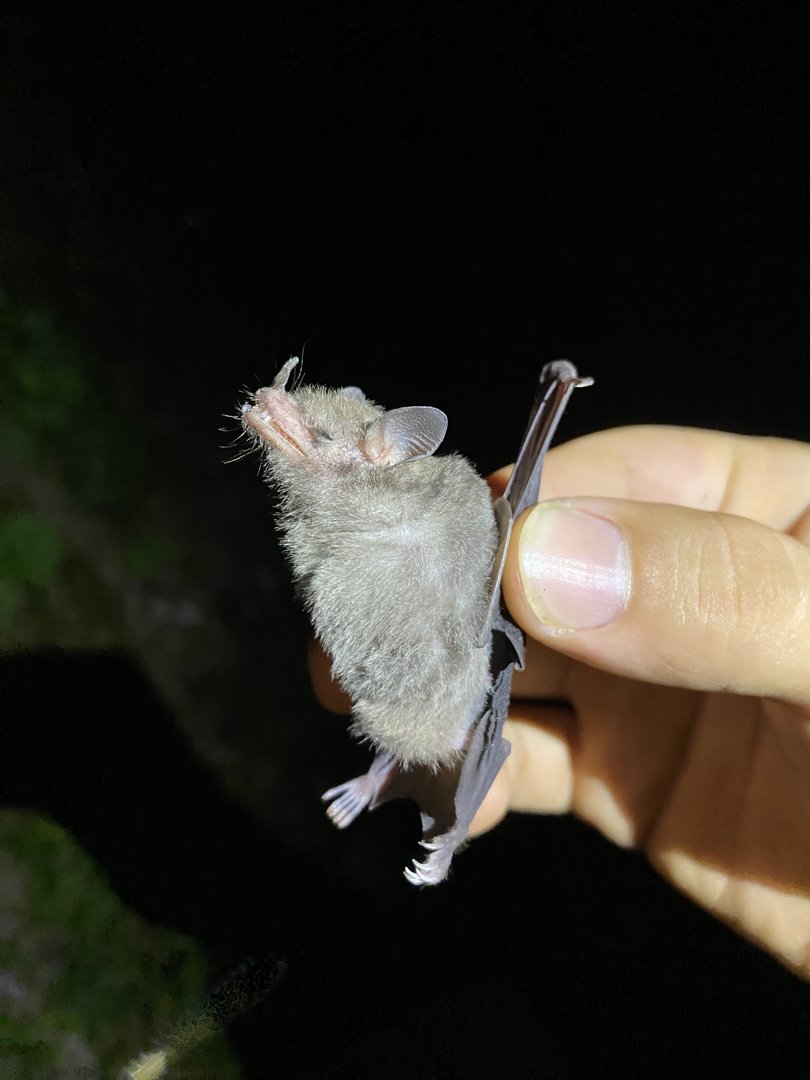 Gray’s Long-tongued Bat (Glossophaga leachii)