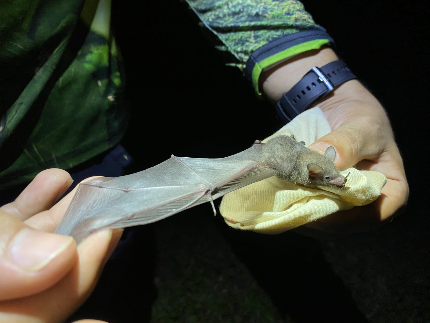 Gray’s Long-tongued Bat (Glossophaga leachii)