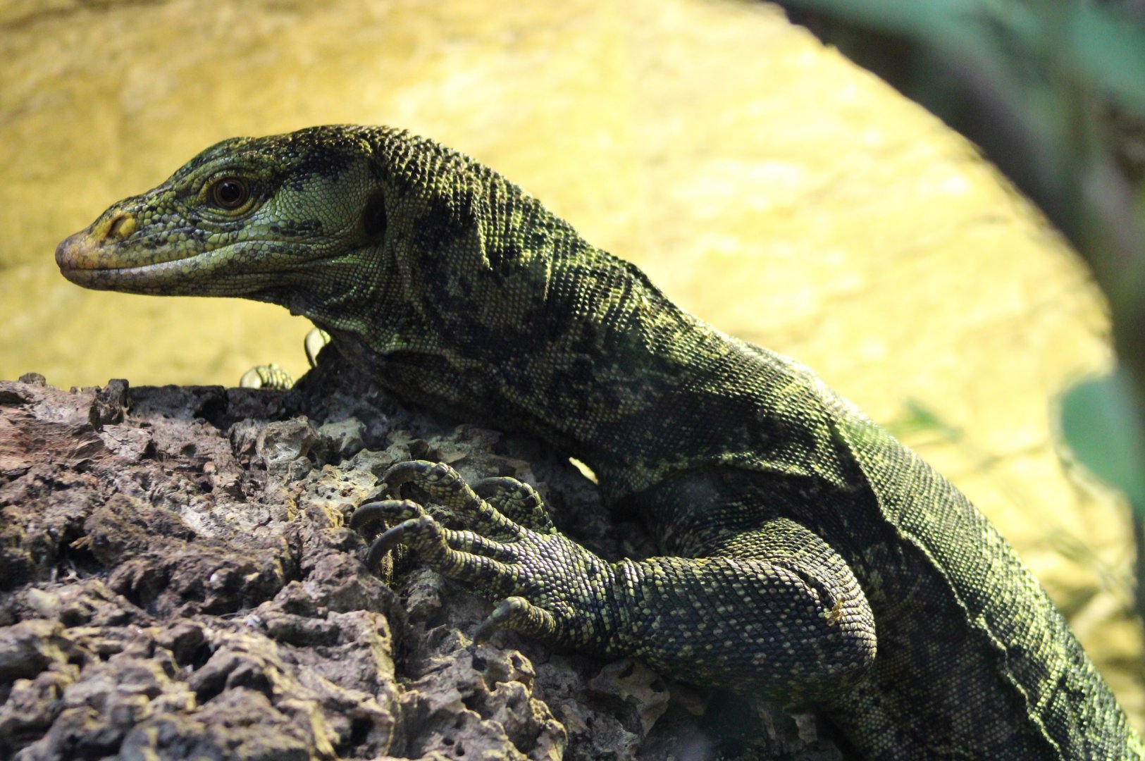 Gray's monitor / Butaan - Varanus olivaceus