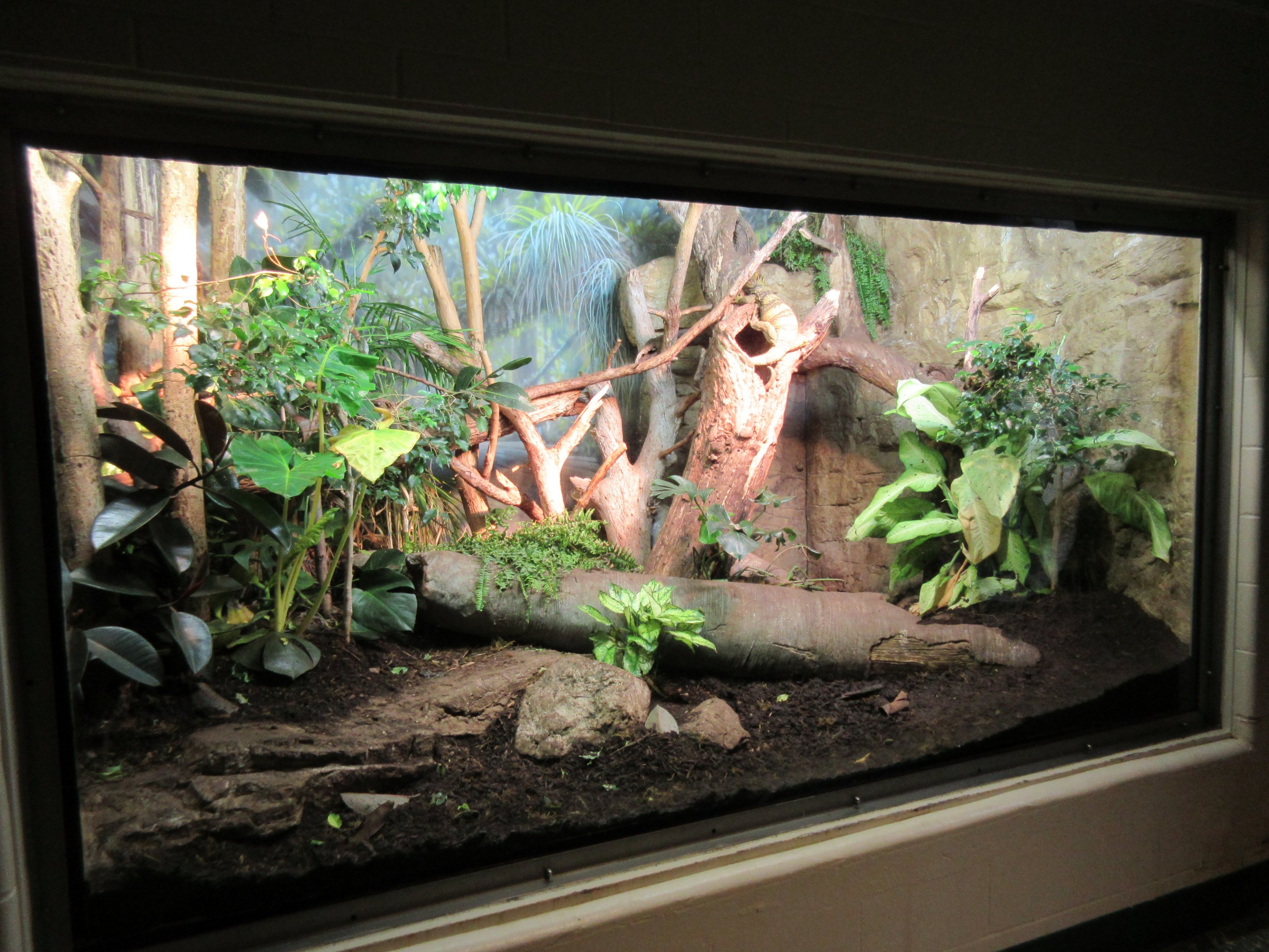 Gray's Monitor Exhibit (in orangutan house)
