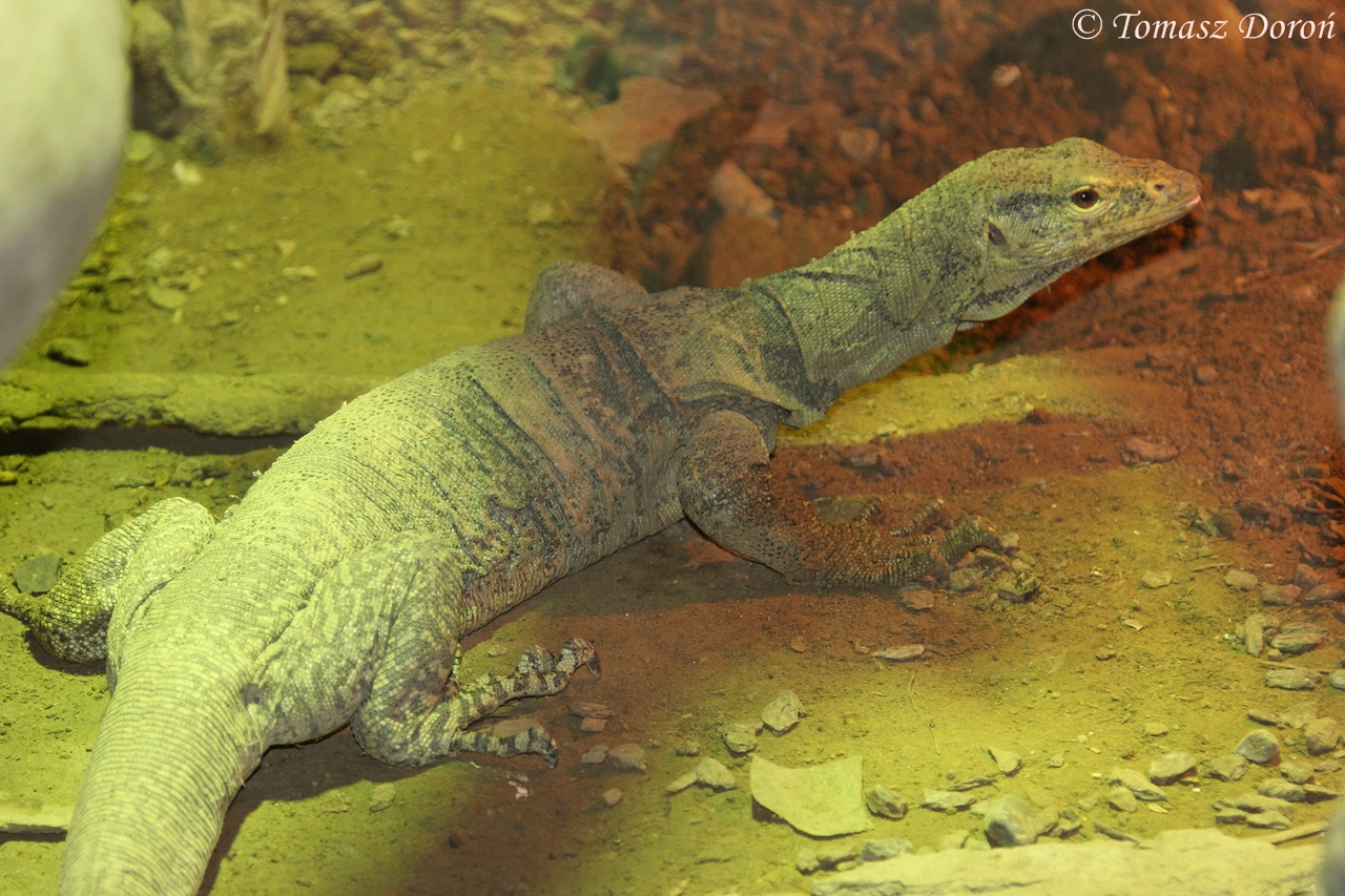 Gray's Monitor (Varanus olivaceus)