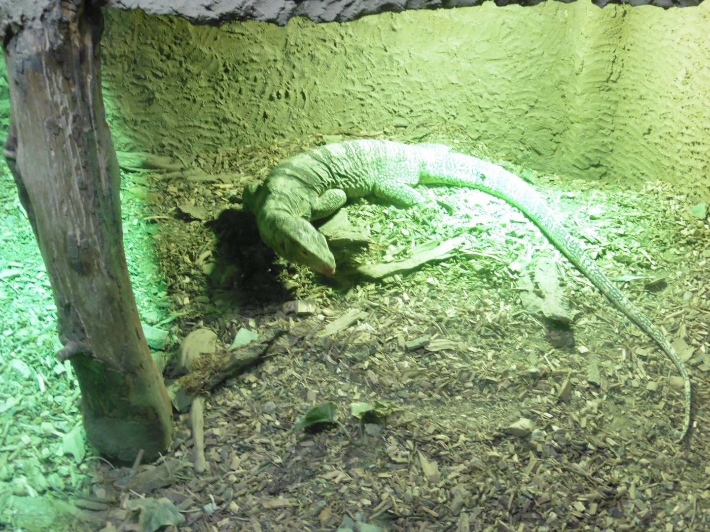 Grays Monitor (varanus olivaceus)
