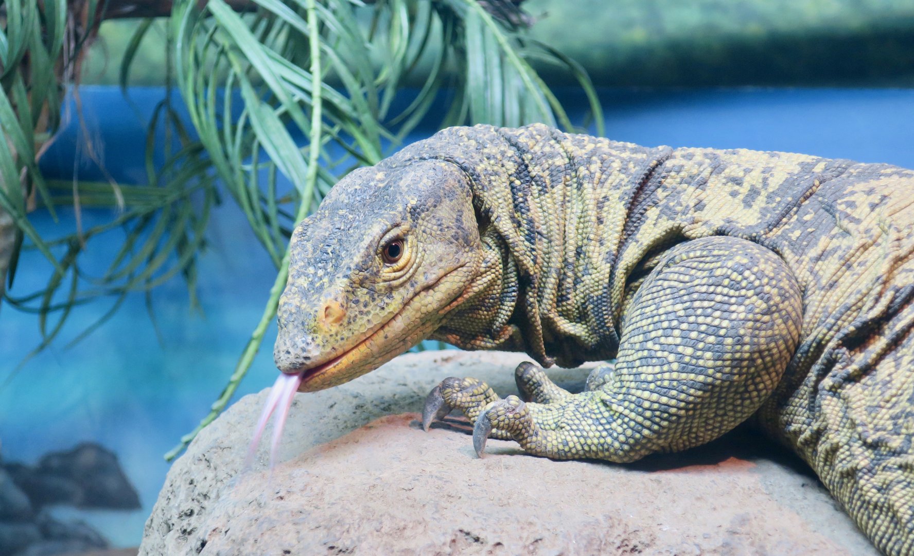 Gray's Monitor (Varanus olivaceus)