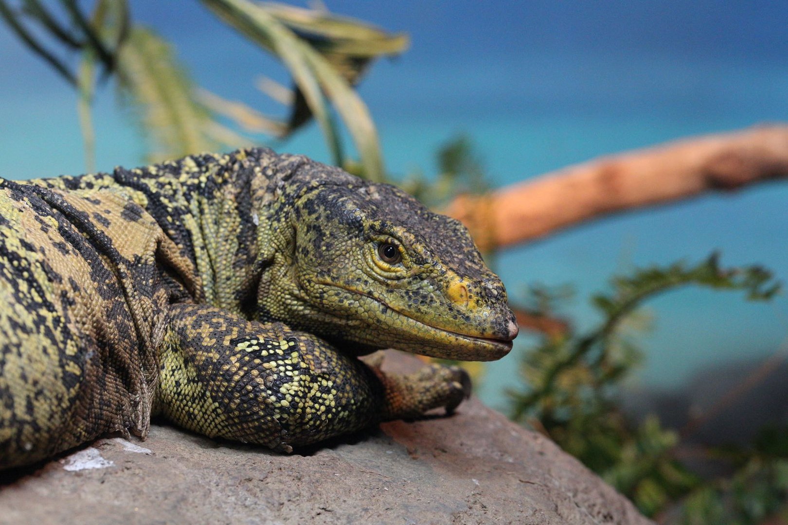 Gray's monitor/ Varanus olivaceus