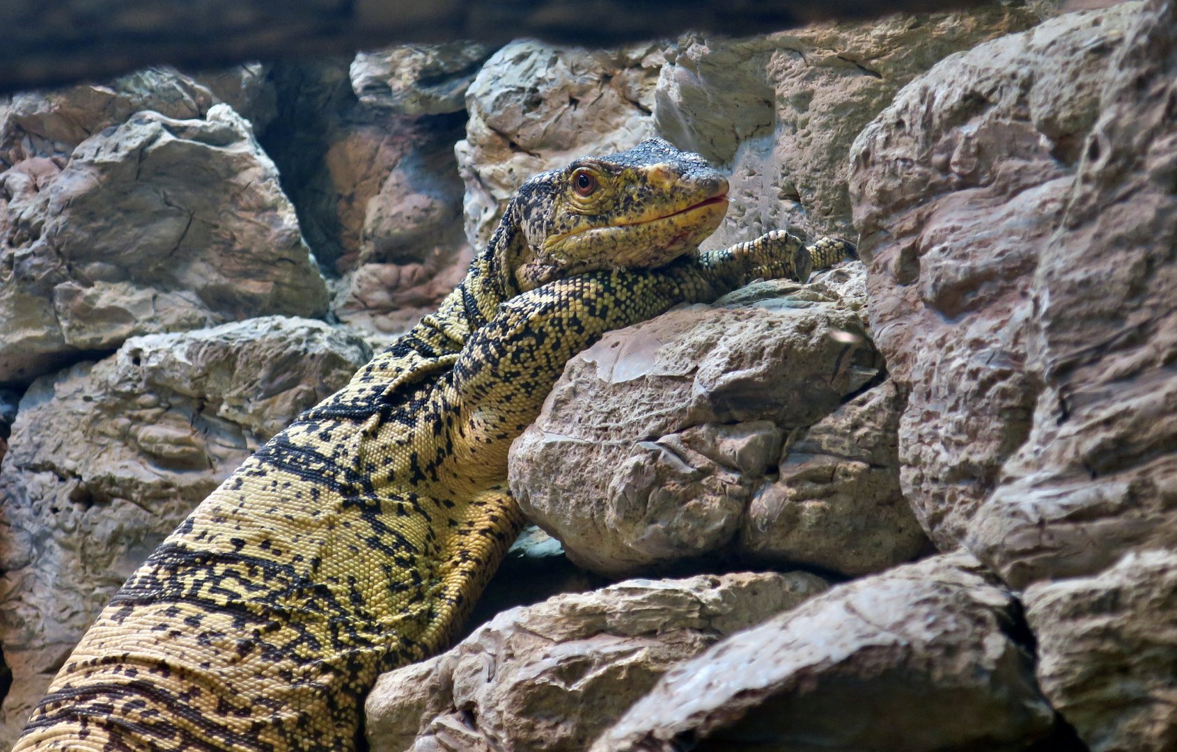 Gray's Monitor (Varanus olivaceus)