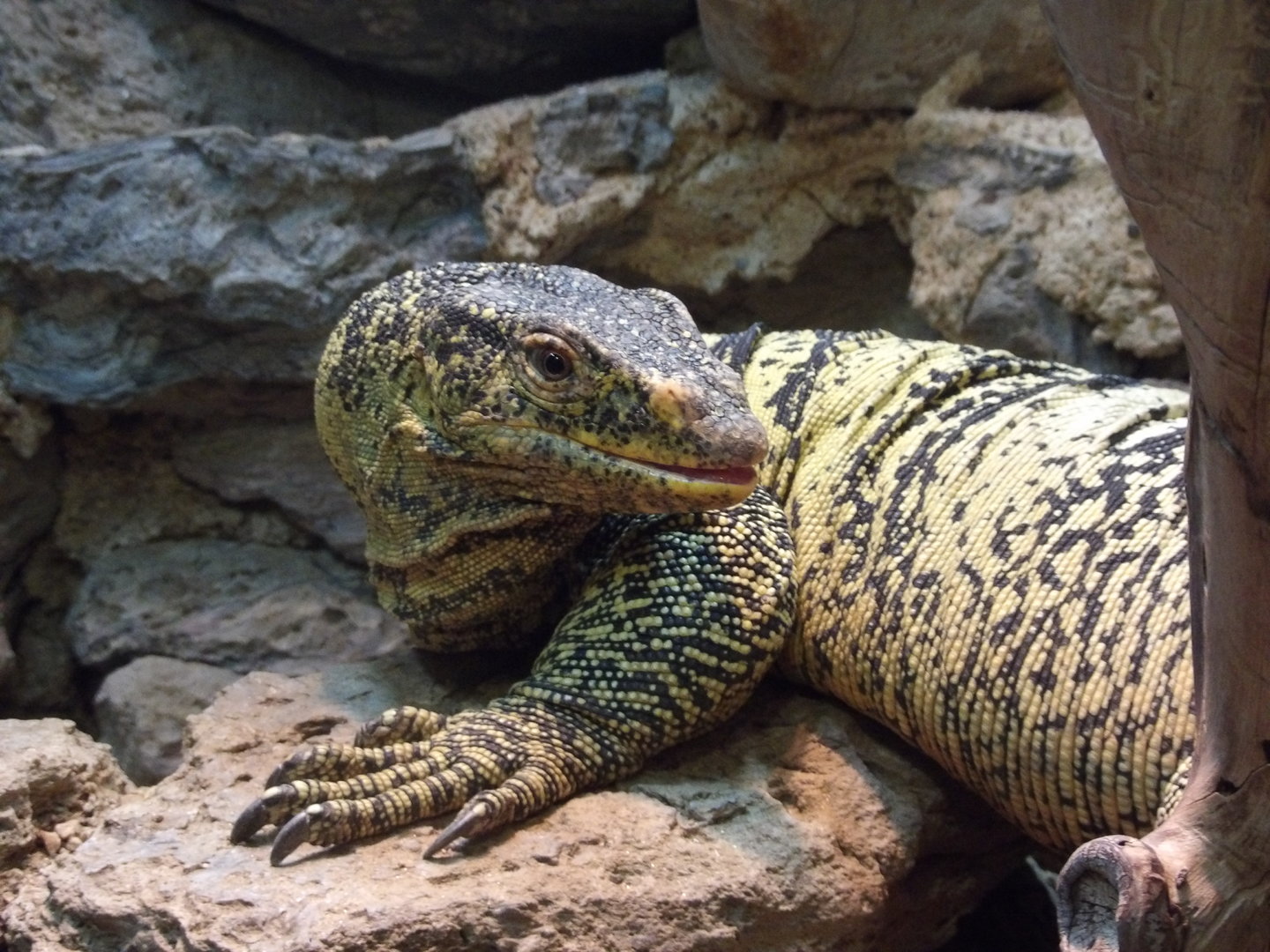 Gray's Monitor(Varanus olivaceus)