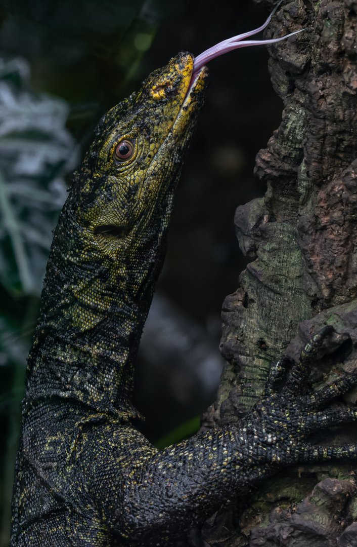Gray's monitor (Varanus olivaceus)