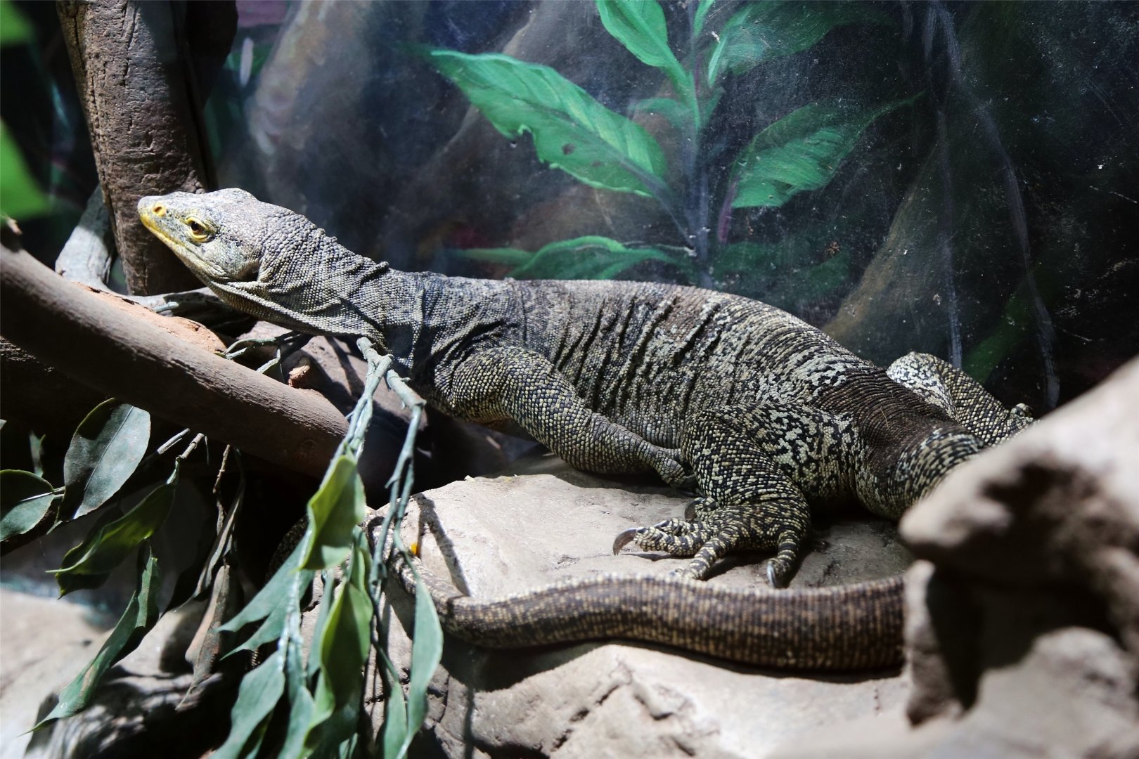 Gray's Monitor (Varanus olivaceus)