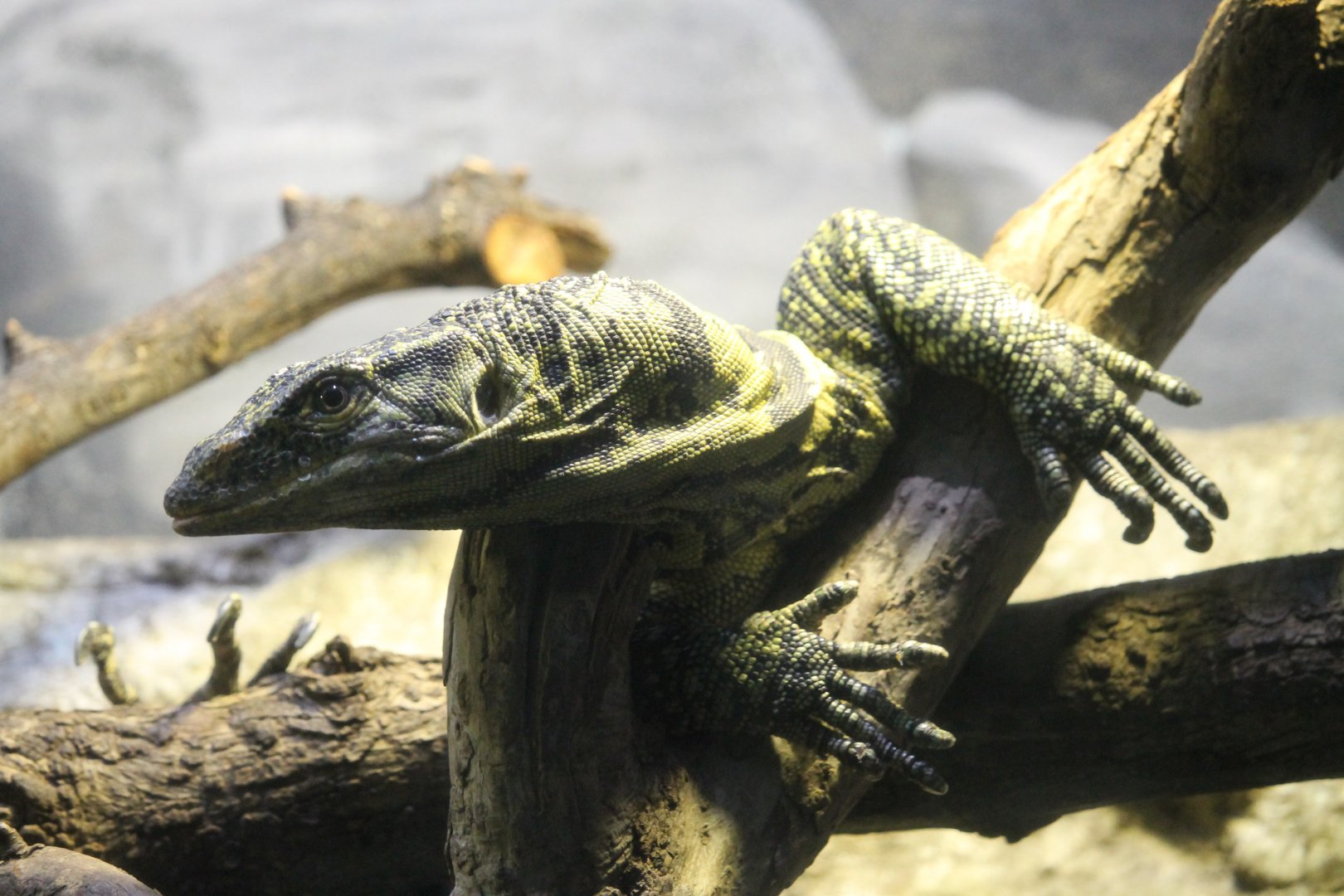 Gray's monitor (Varanus olivaceus)