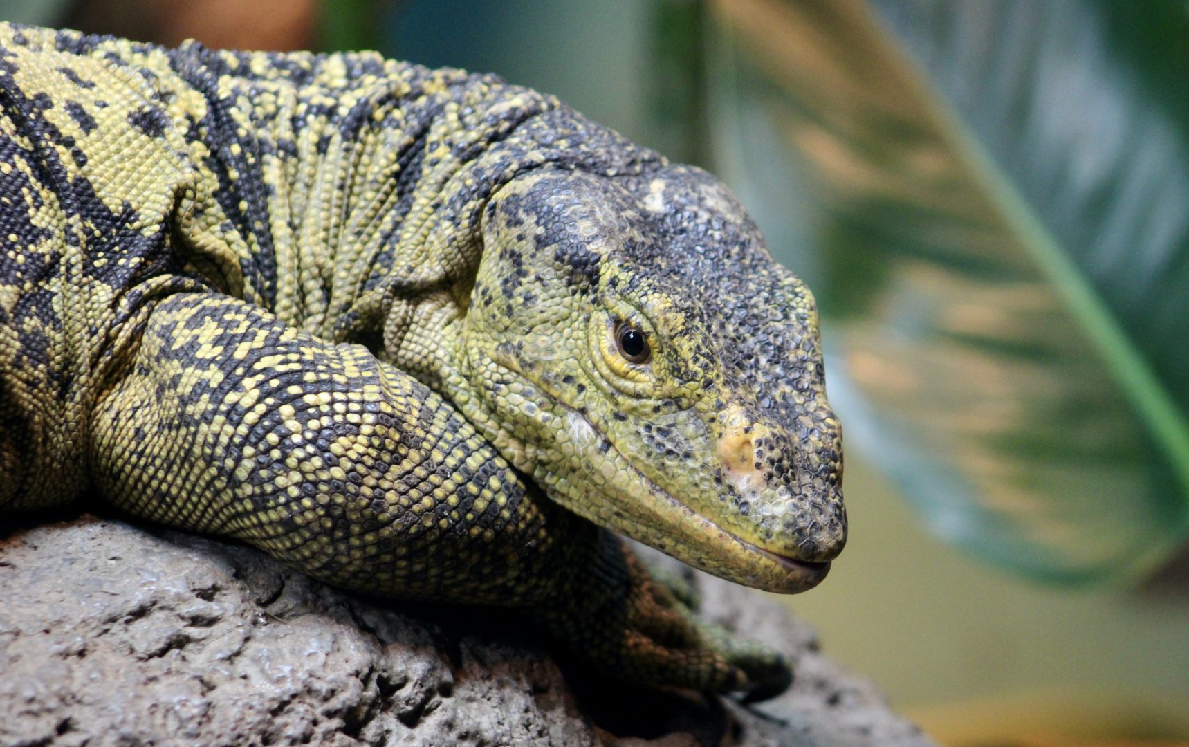 Gray's Monitor (Varanus olivaceus)