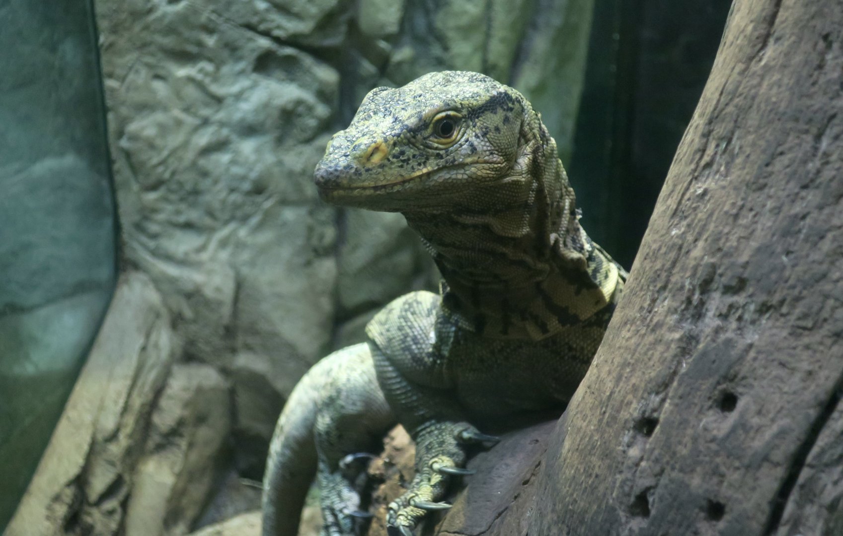 Gray's Monitor (Varanus olivaceus)