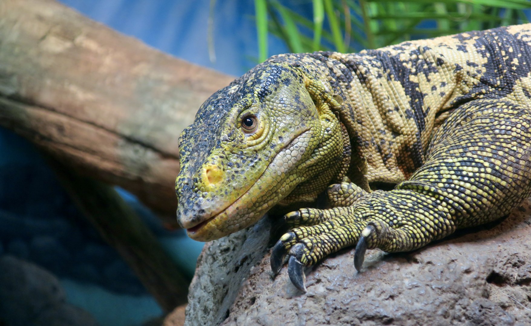 Gray's Monitor (Varanus olivaceus)