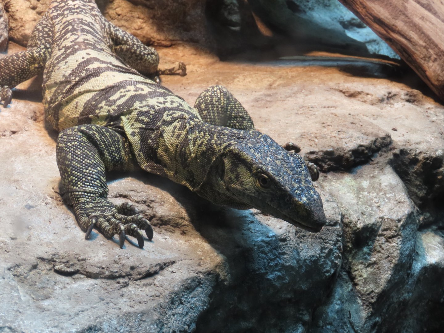 Gray’s Monitor (Varanus olivaceus)